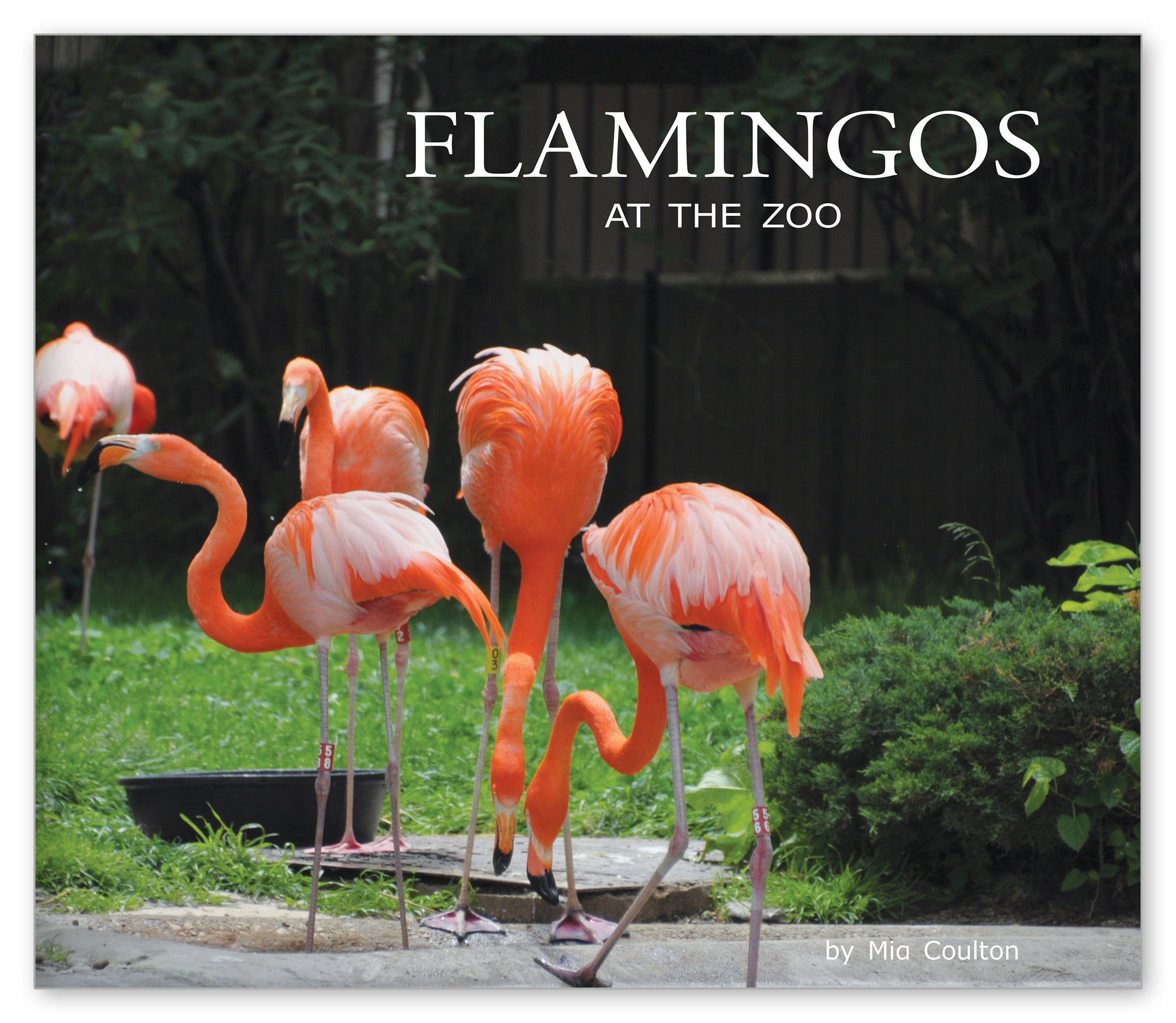 Flamingos at the Zoo from At the Zoo