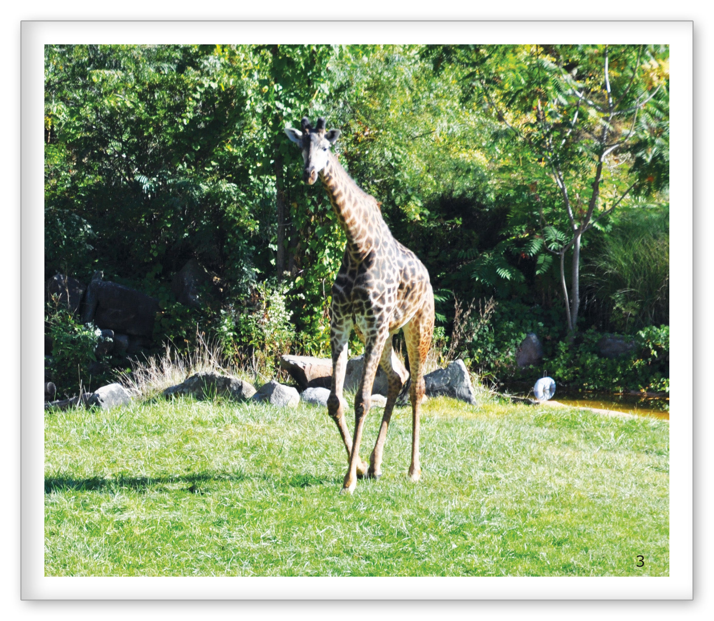 Giraffes at the Zoo