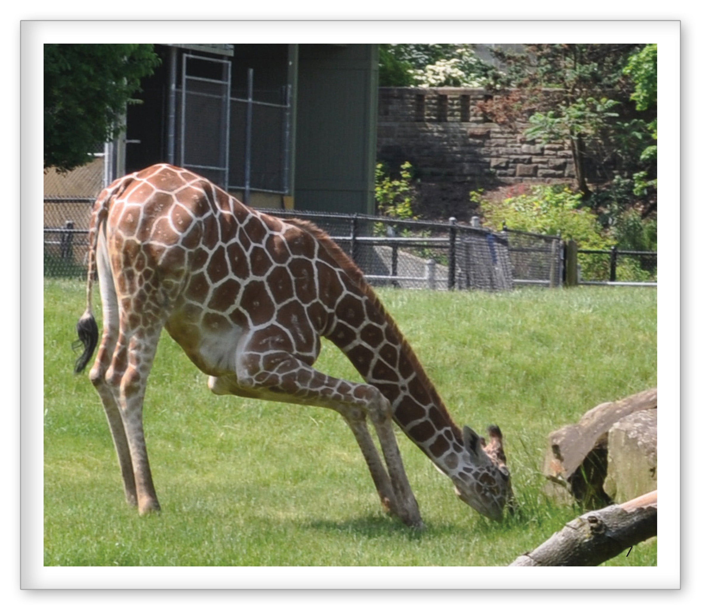 Giraffes at the Zoo