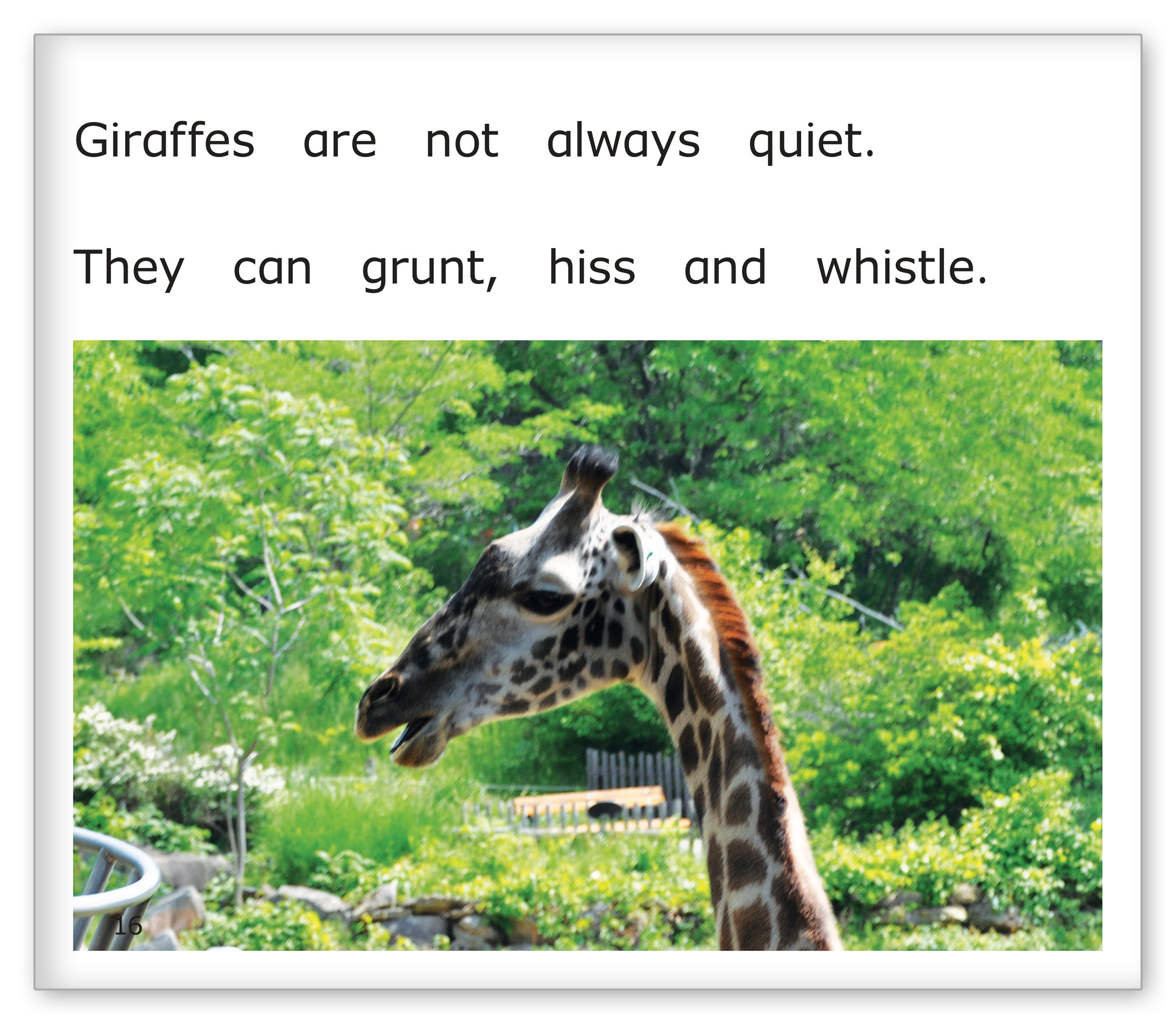 Giraffes at the Zoo