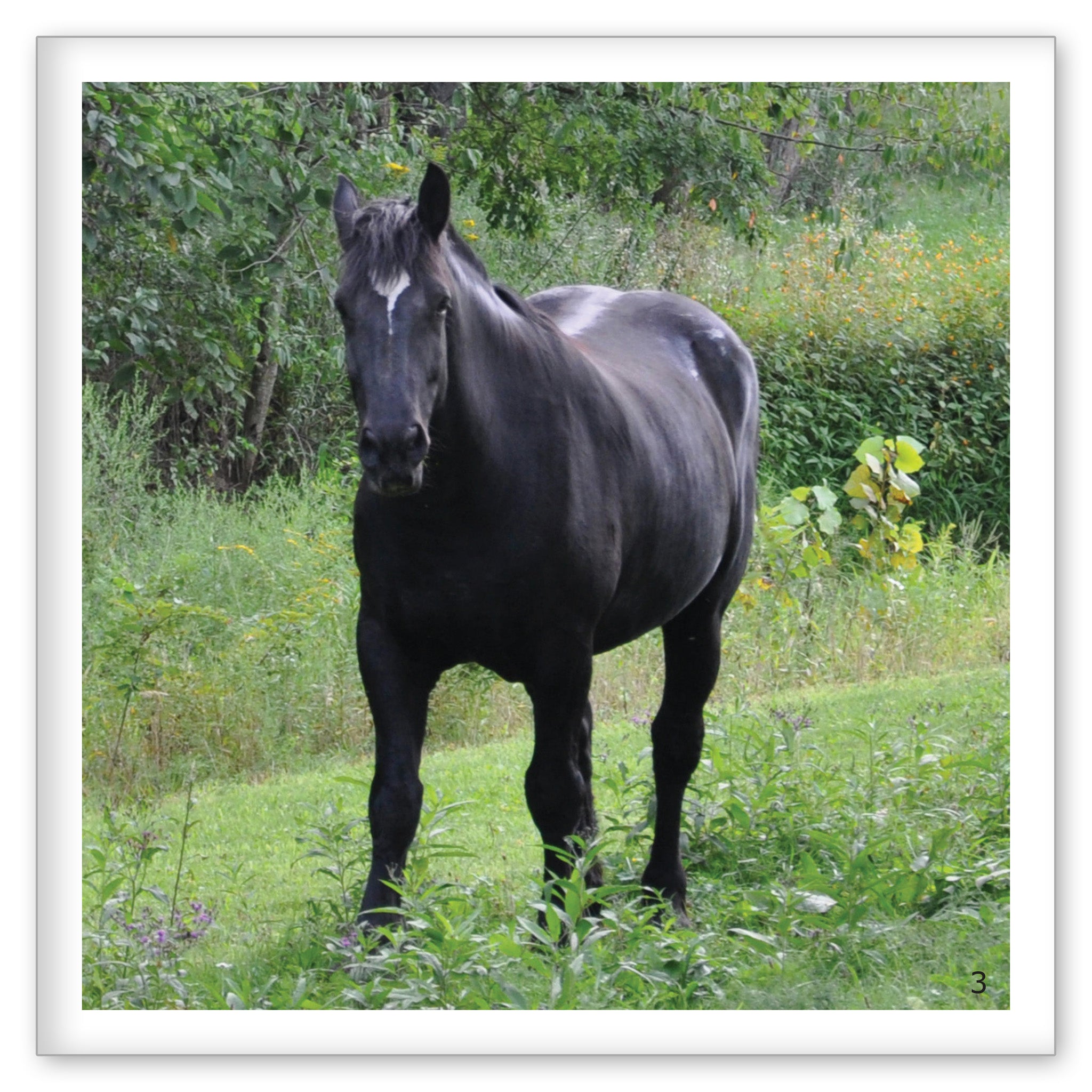 Horse Colors