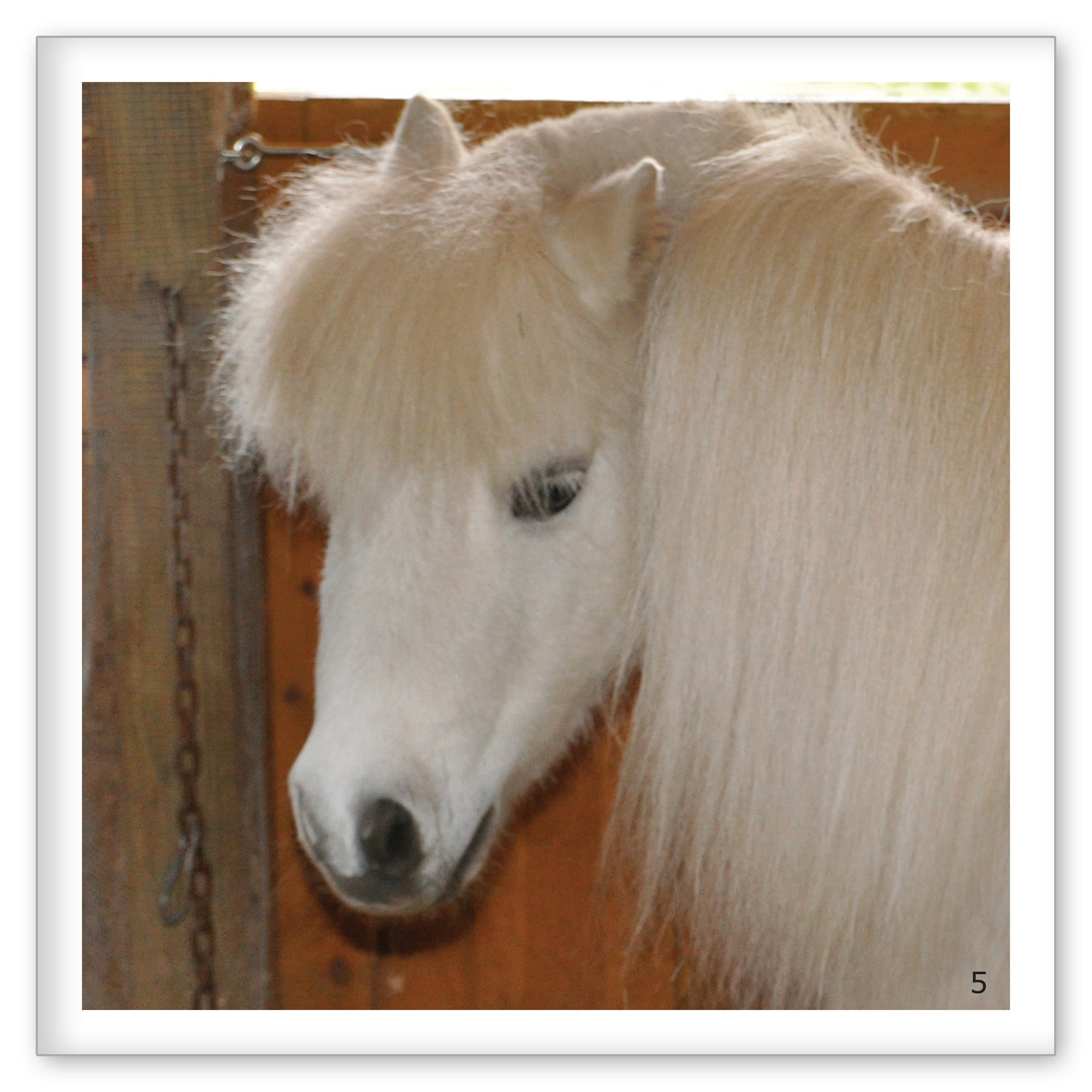 Horse Colors