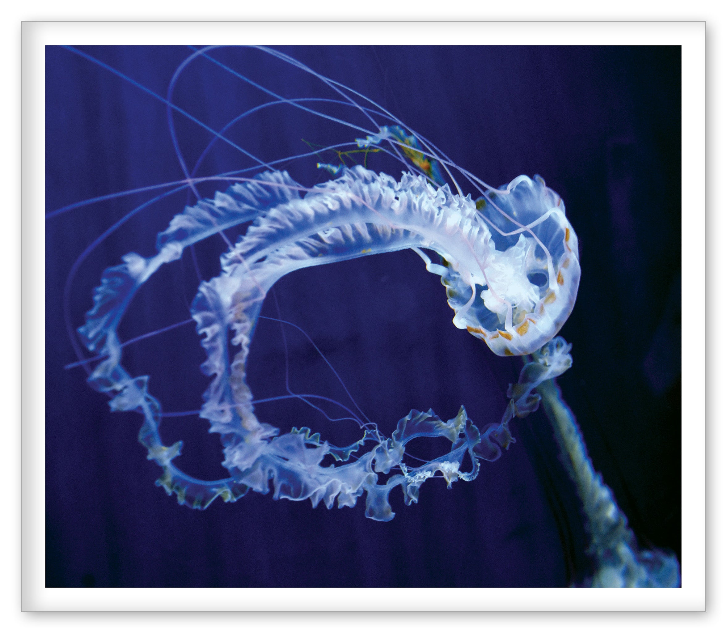 Jellies at the Aquarium