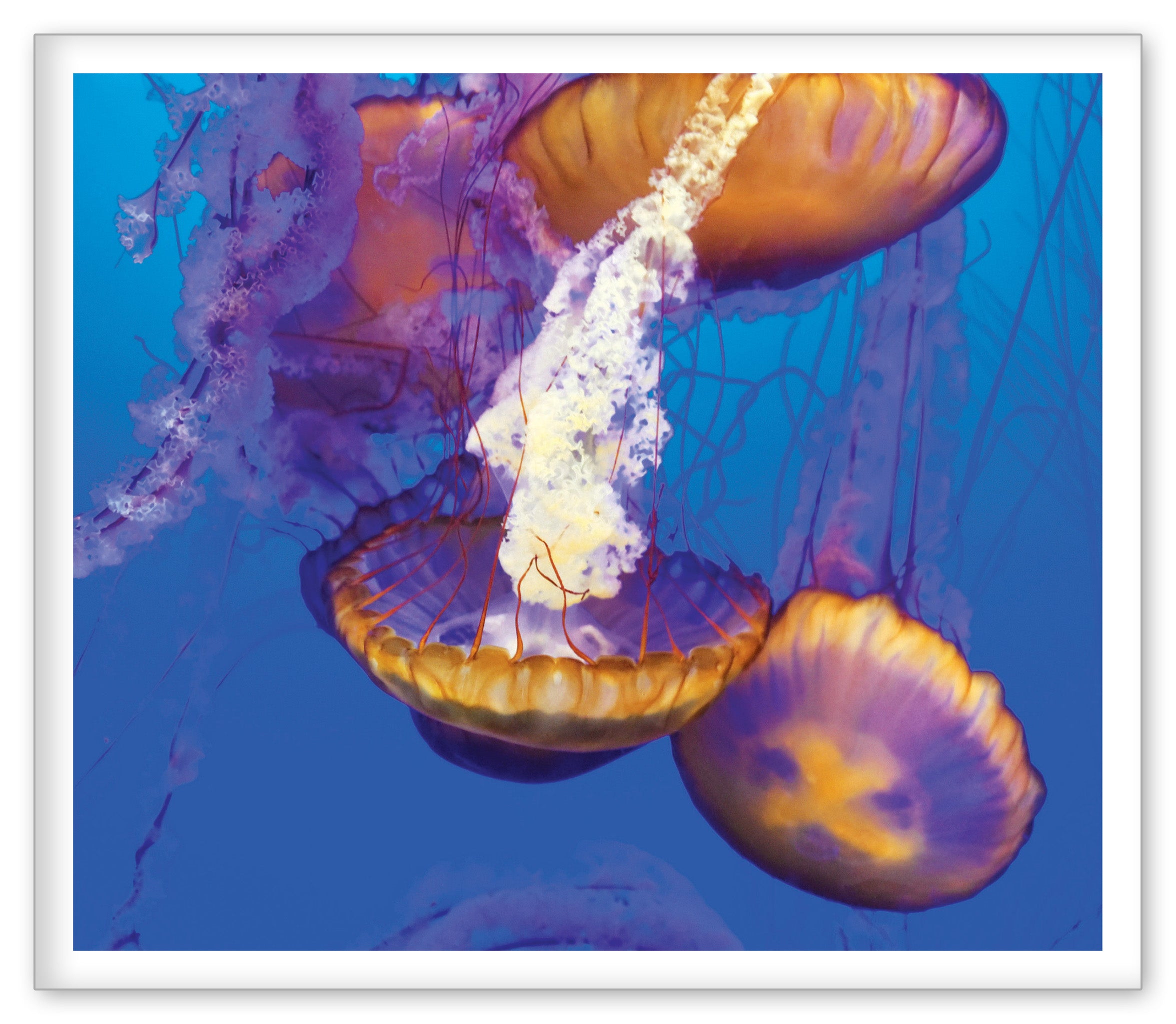 Jellies at the Aquarium