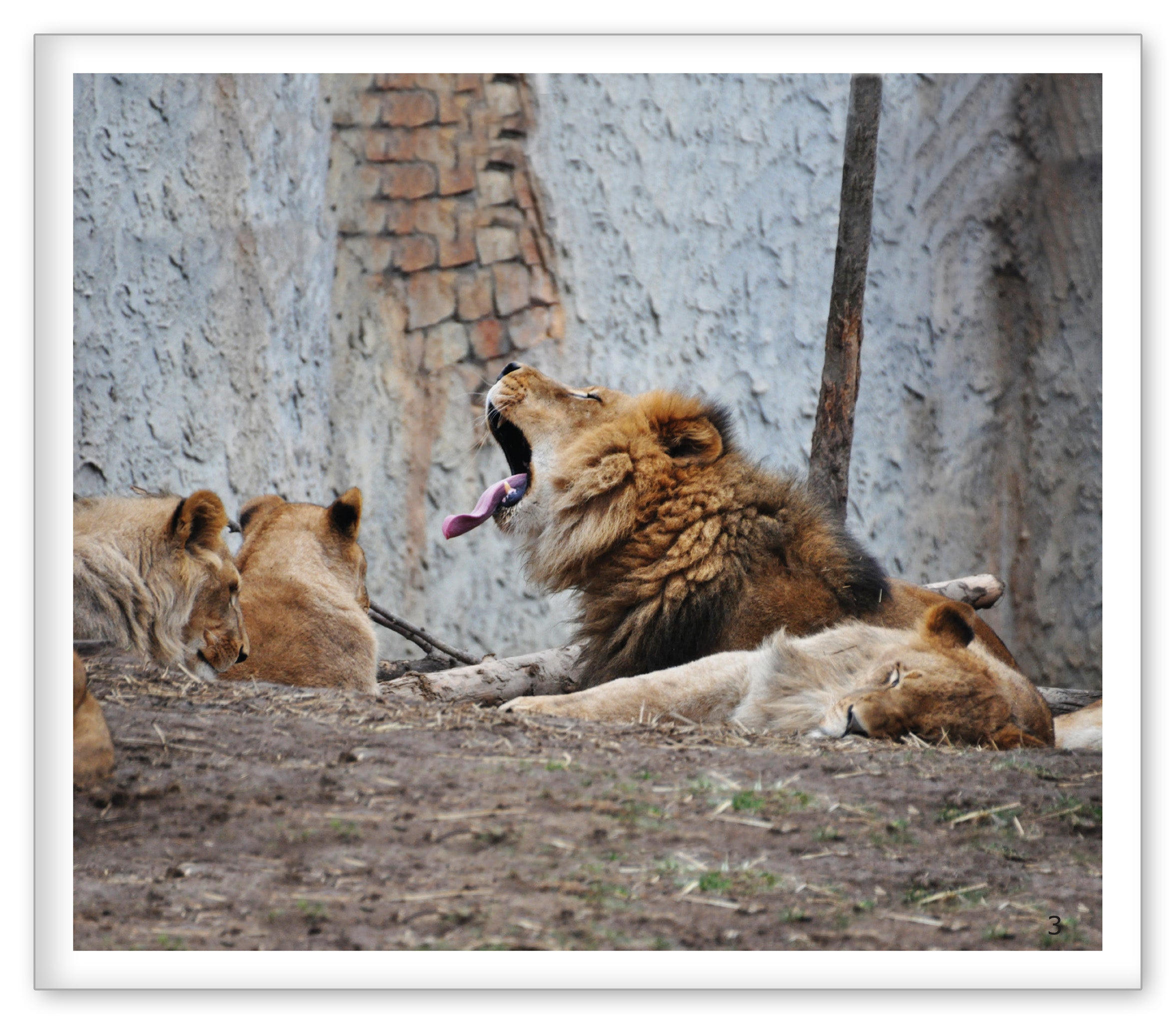 Lions at the Zoo