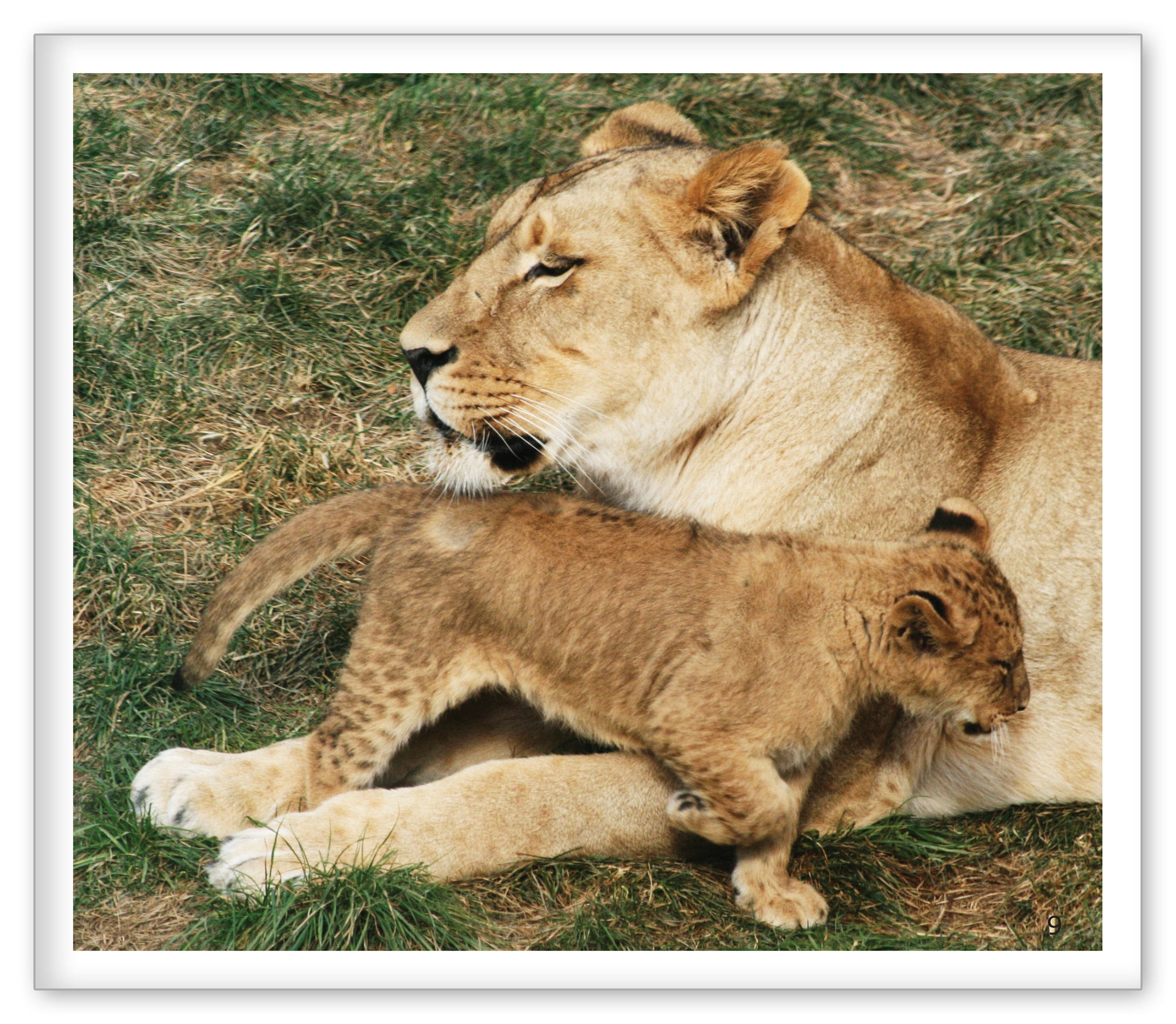 Lions at the Zoo