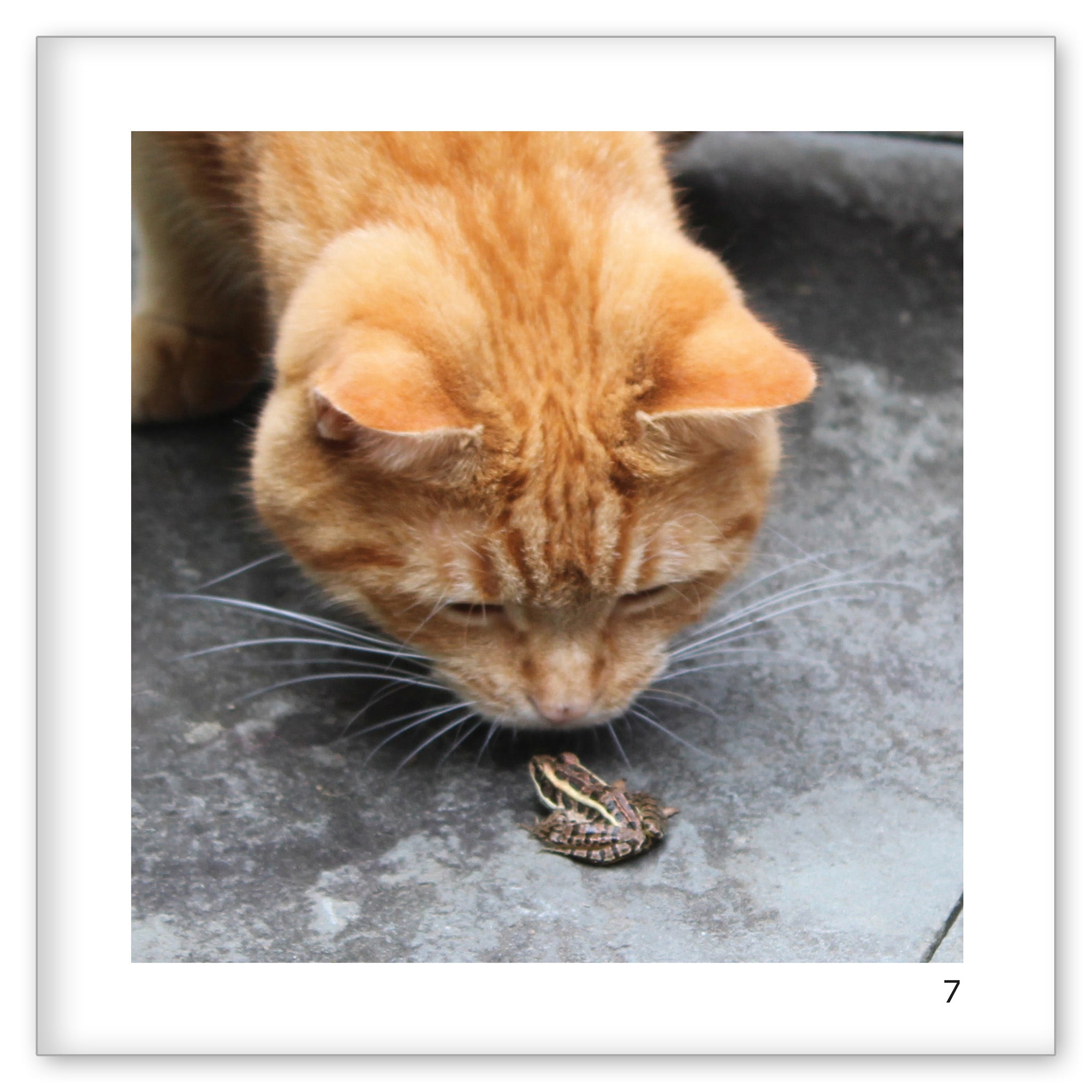 Lola and the Frog