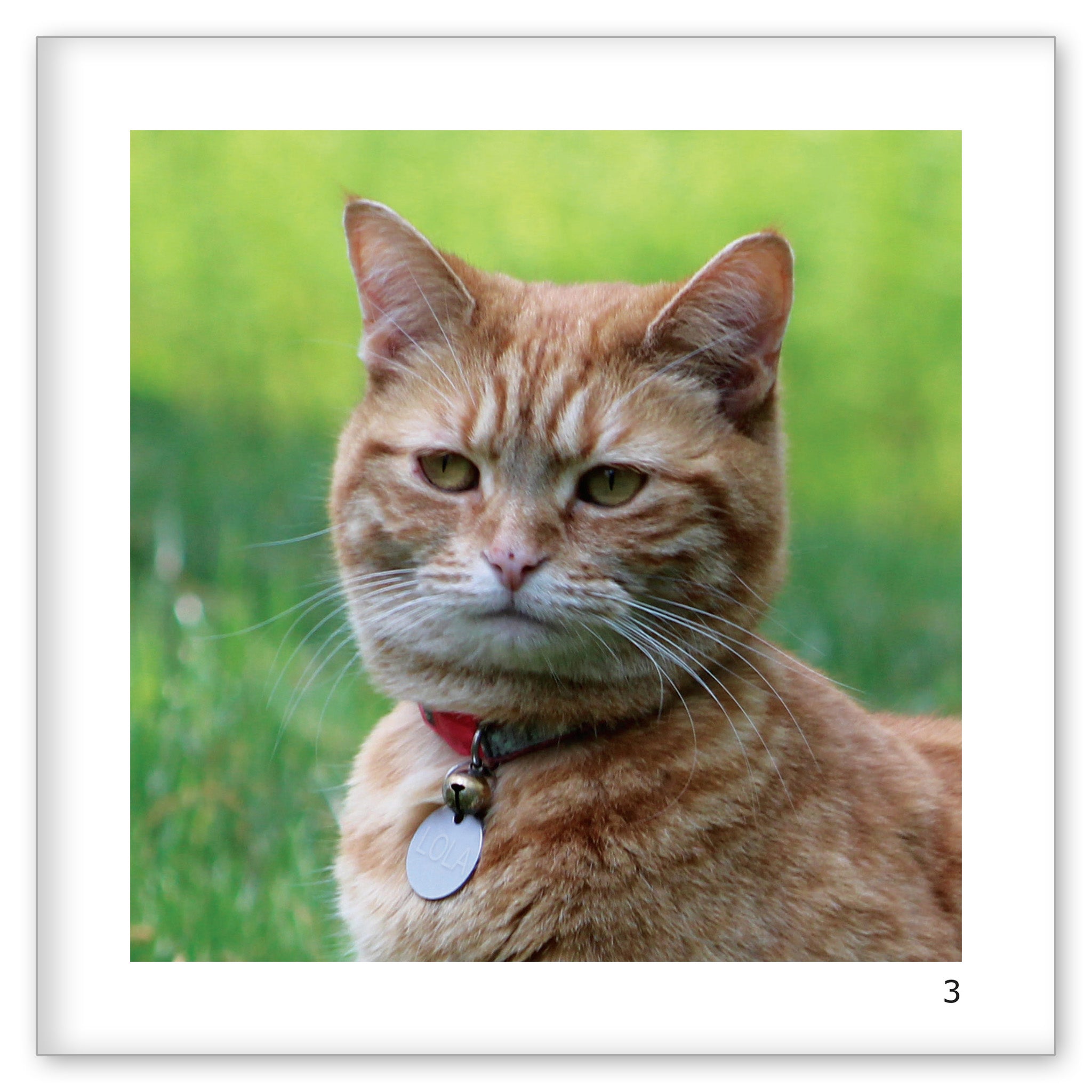 Lola's Lost Collar