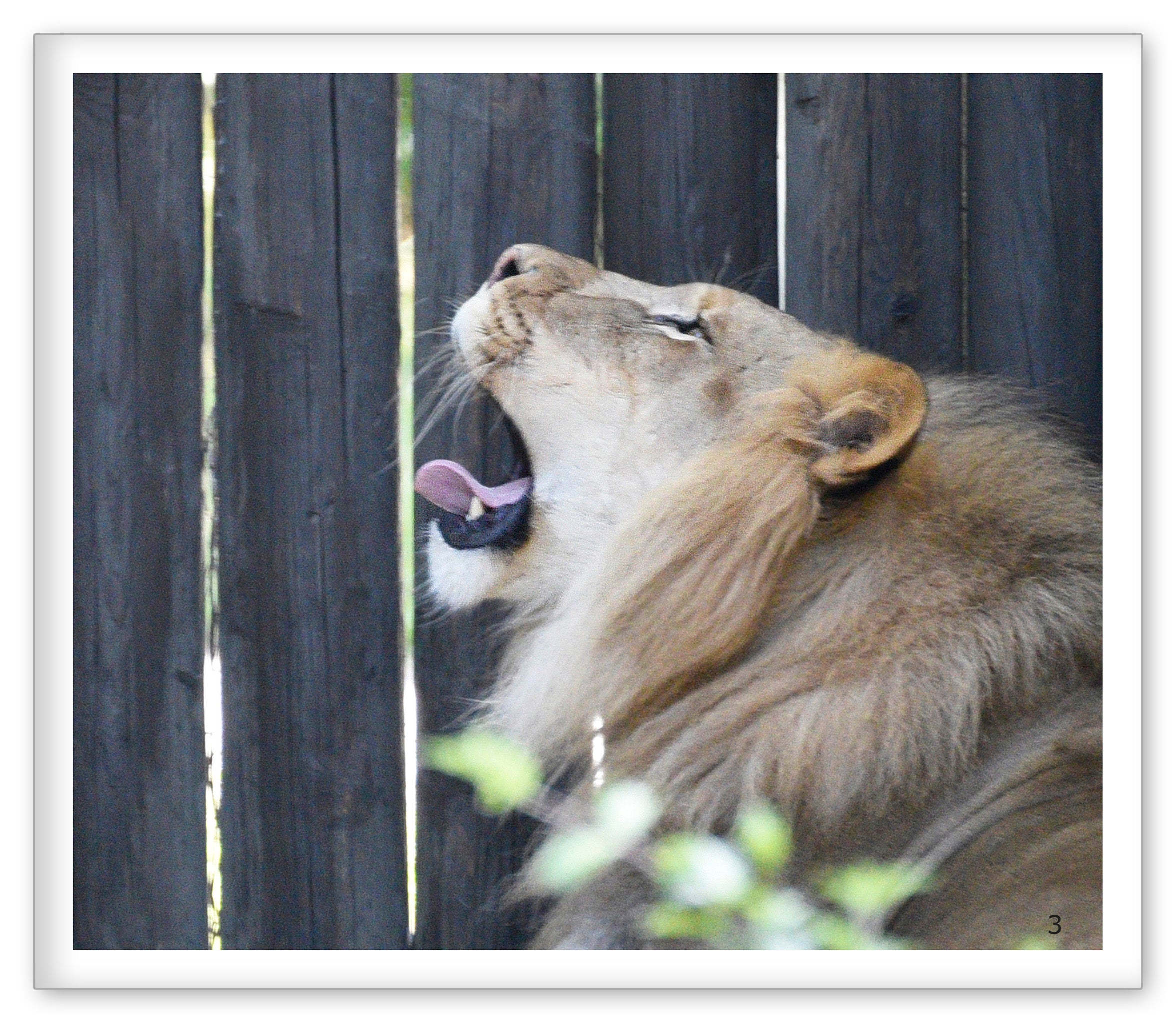 Loud and Quiet at the Zoo