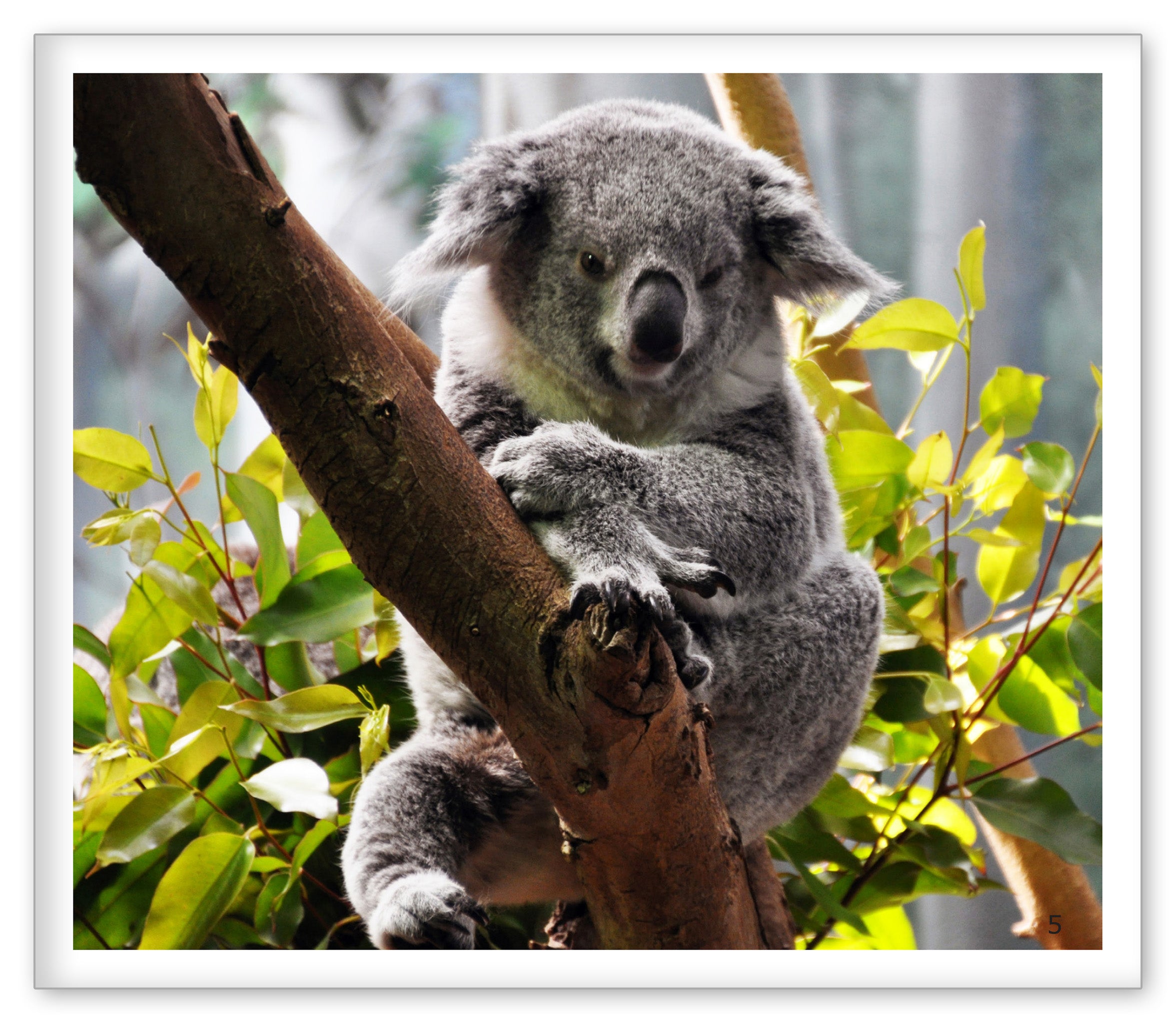 Loud and Quiet at the Zoo