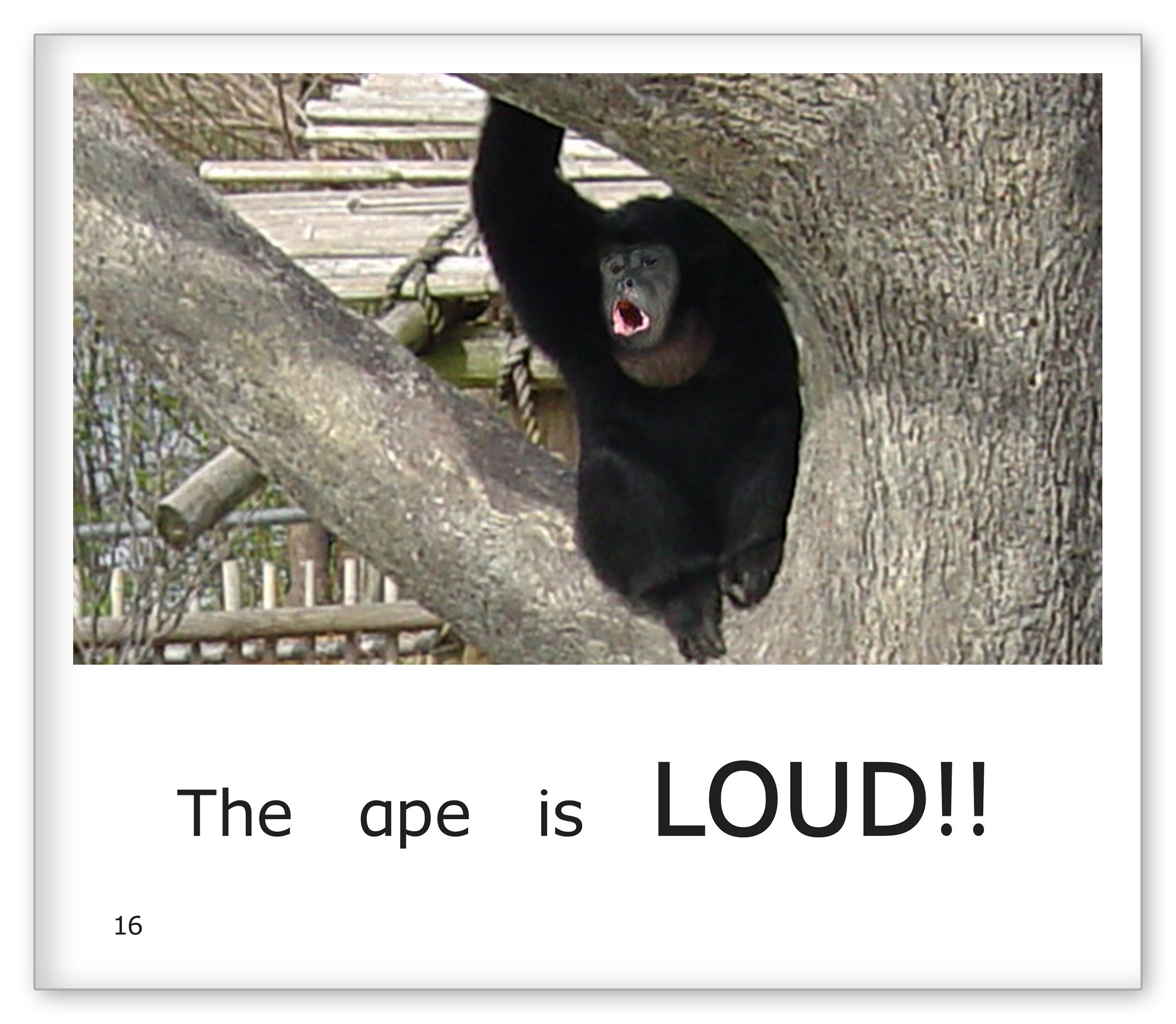 Loud and Quiet at the Zoo