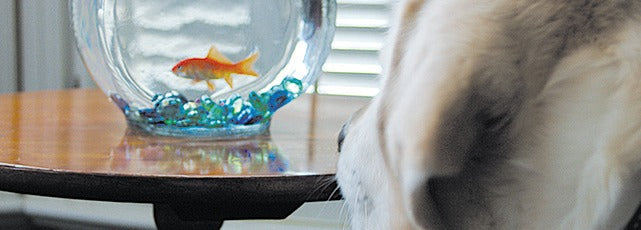 Fish in his fishbowl with Danny close by