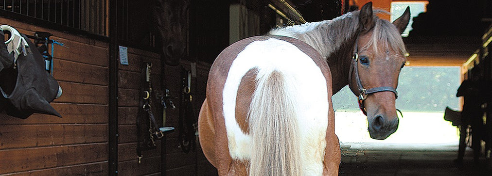 Lucky the Pony in the barn with a horse friend