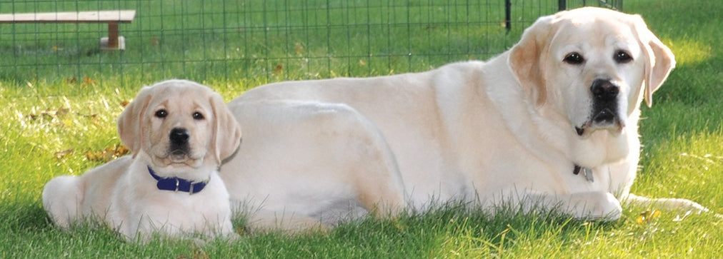 Norman the yellow Labrador lying in the grass