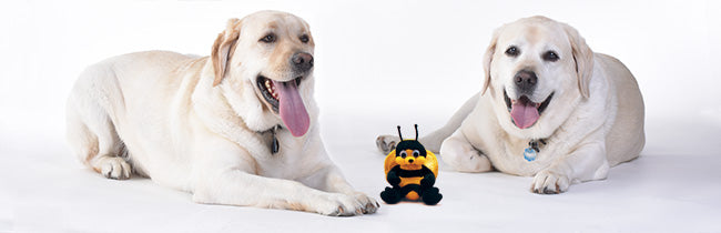 Two yellow Labrador Retrievers resting with the plush Bee character between them