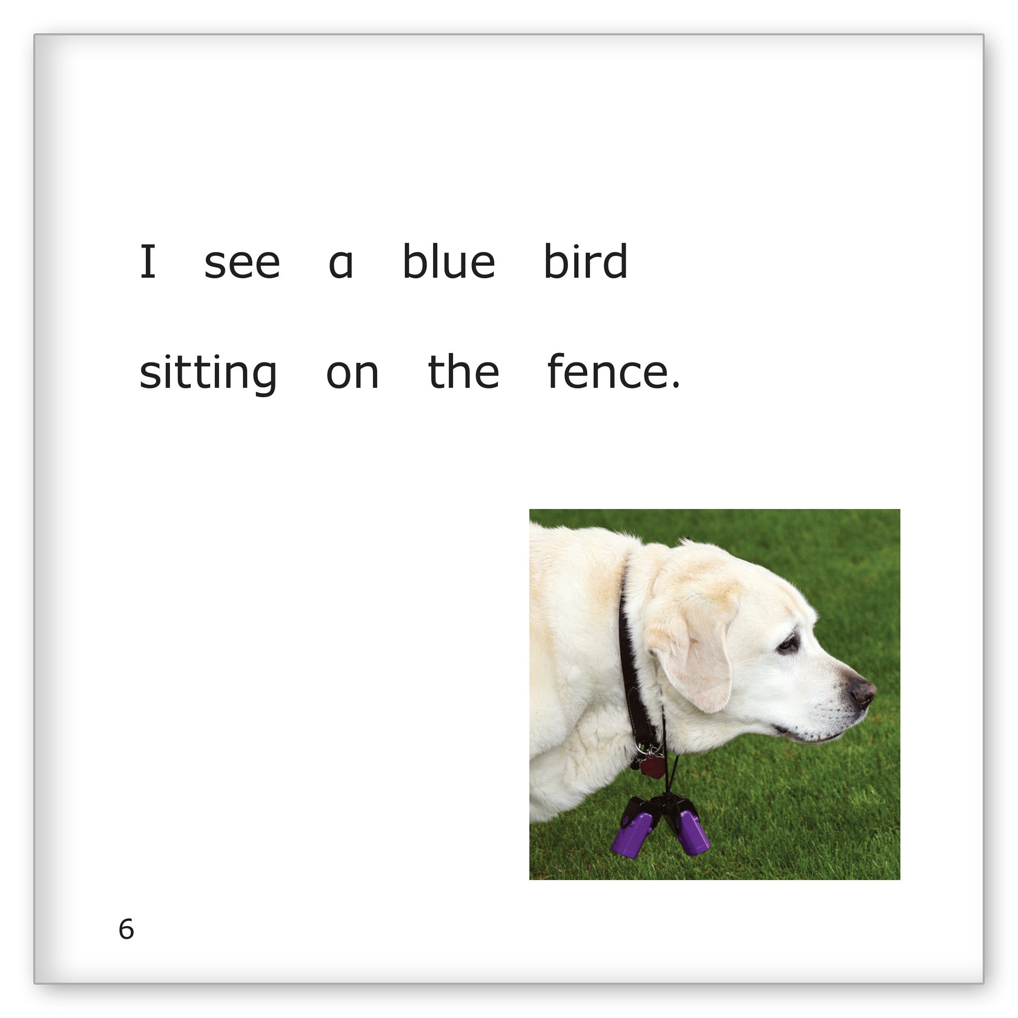 Ornithologist Danny