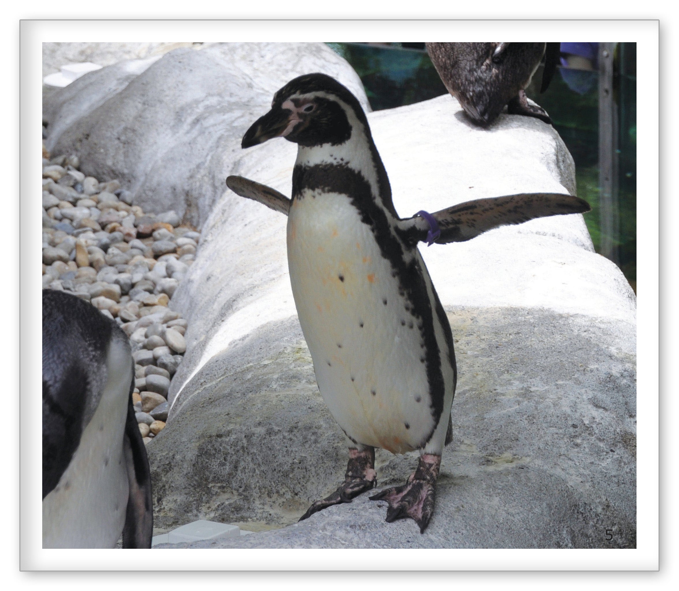 Penguins at the Zoo