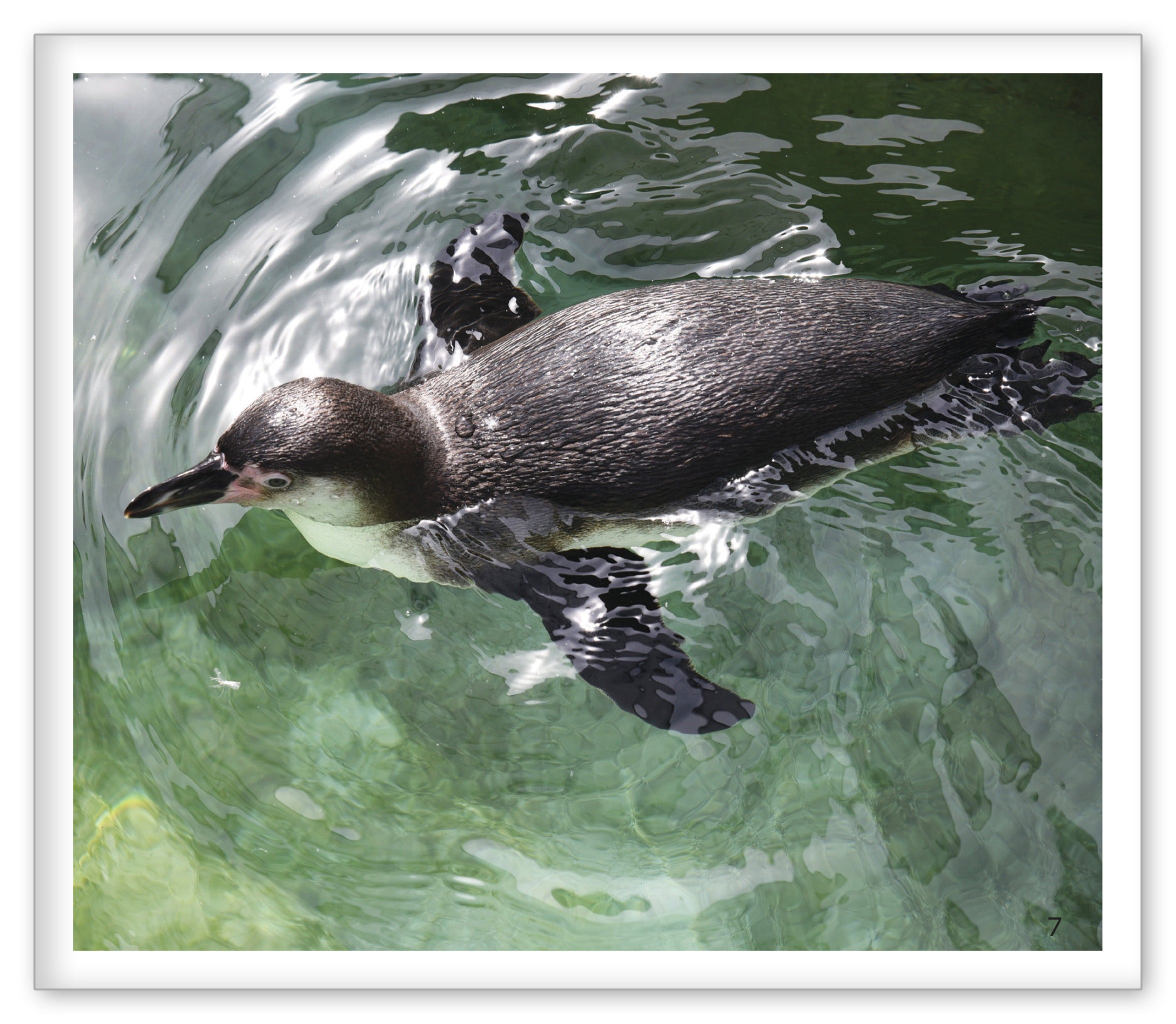 Penguins at the Zoo
