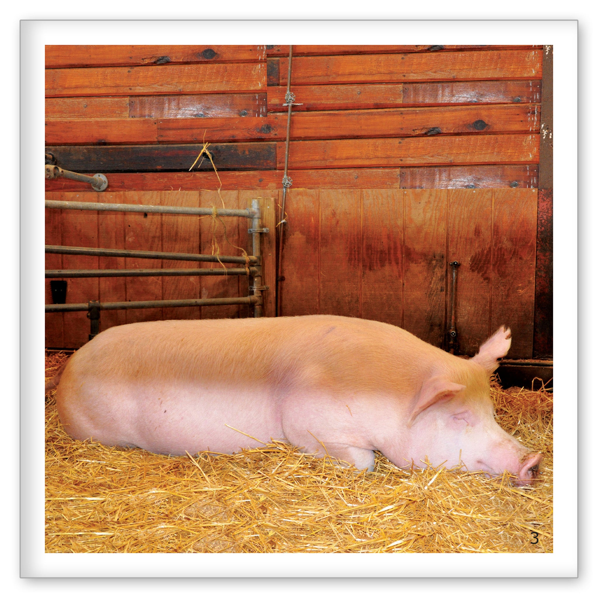 Pigs