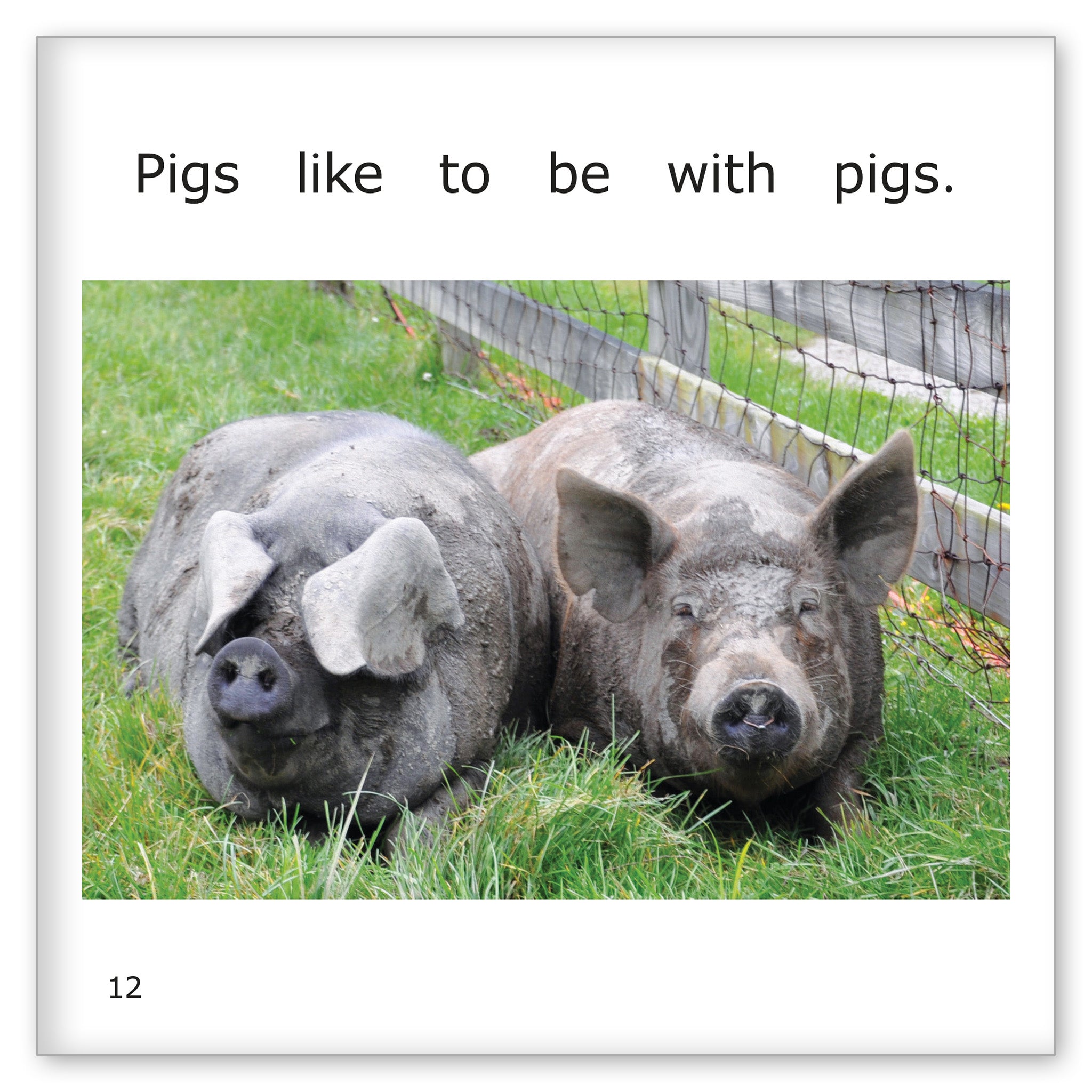 Pigs