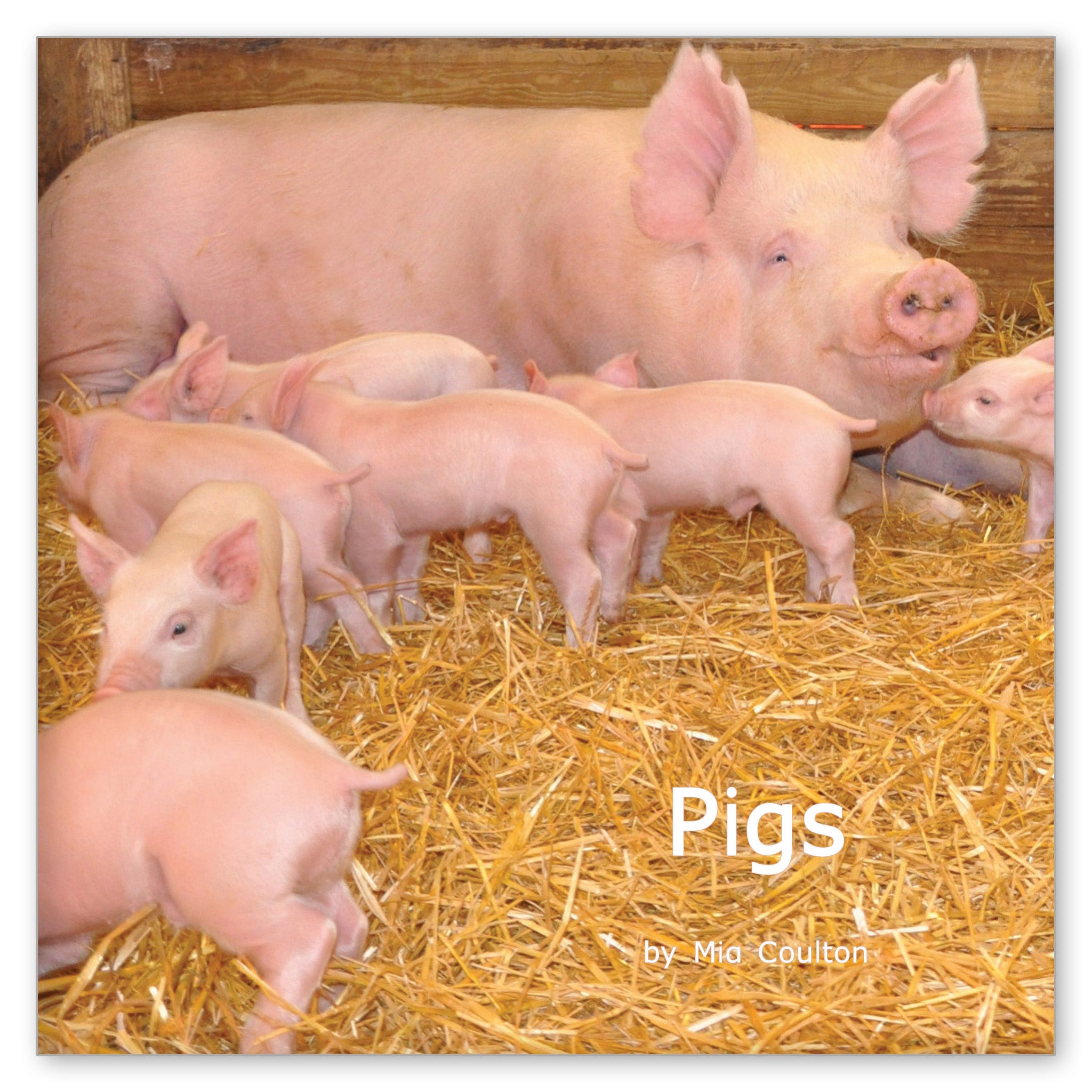 Pigs from Favorite Farm Animals