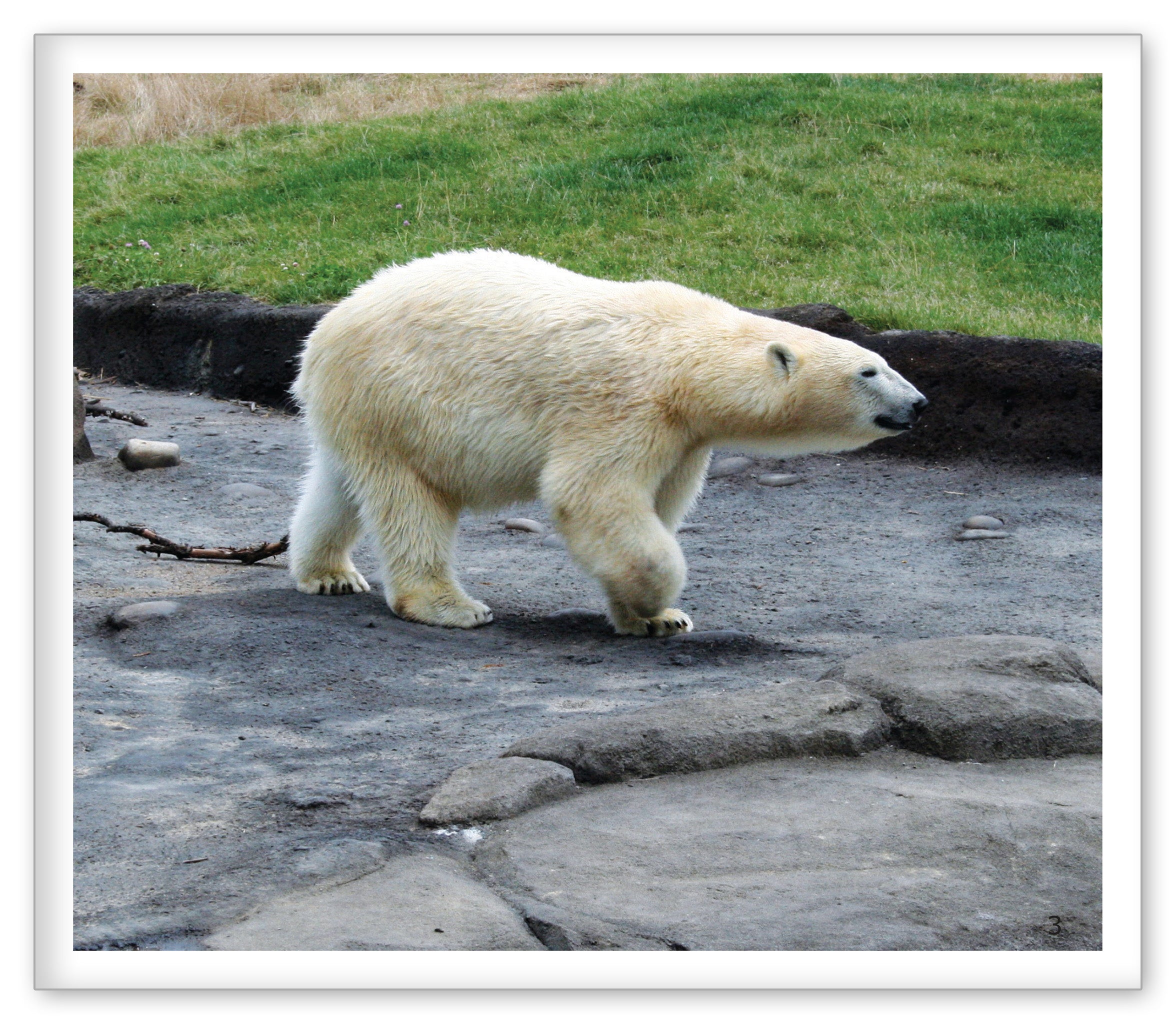 Polar Bears at the Zoo
