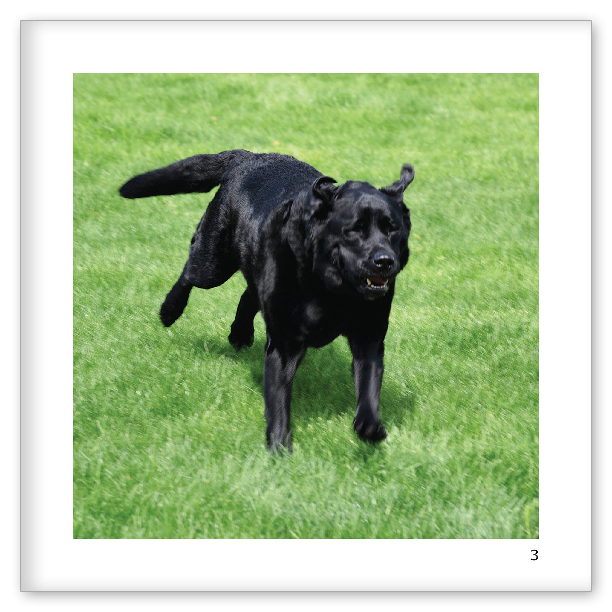 Porter The Therapy Dog