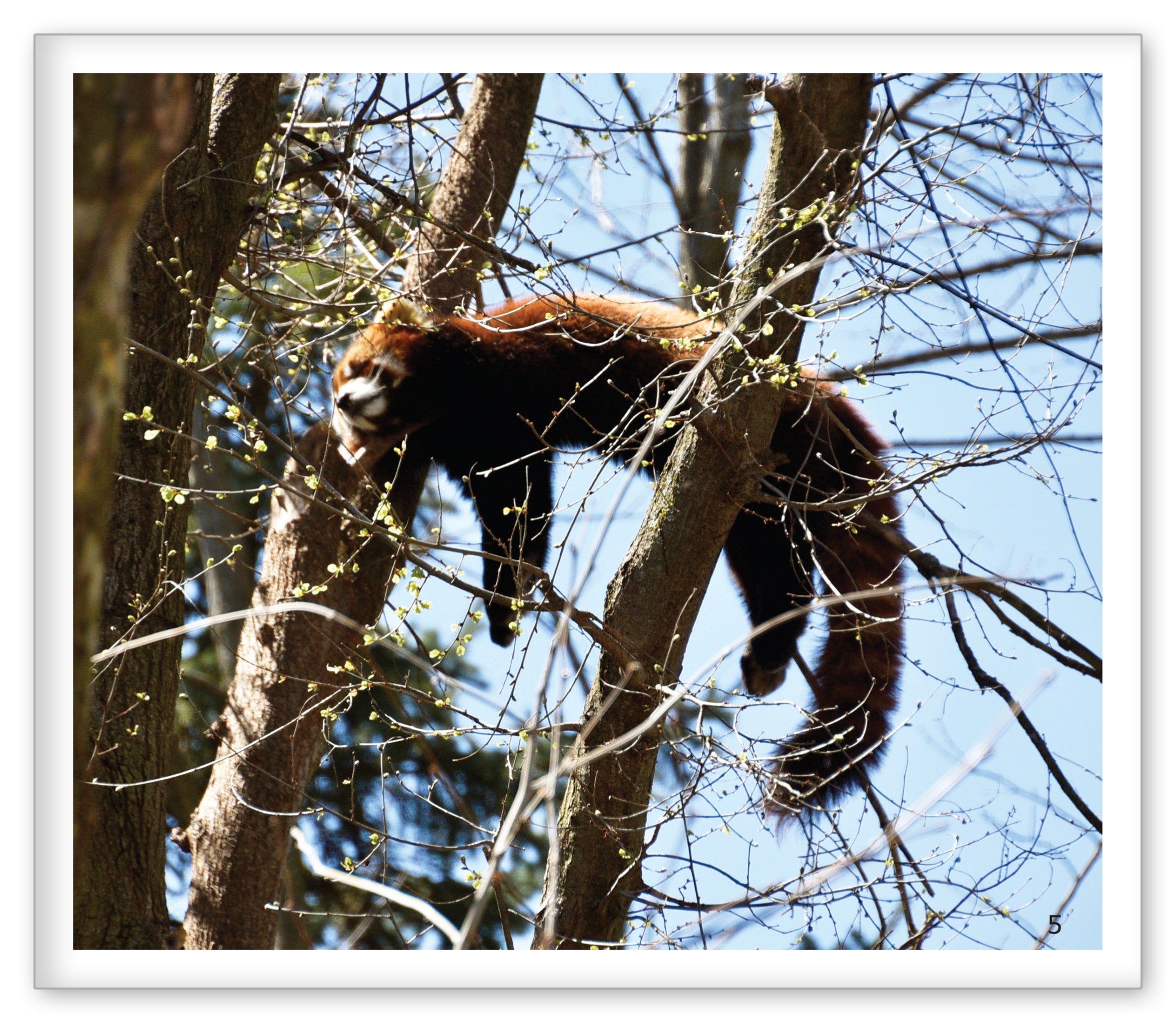 Red Pandas at the Zoo