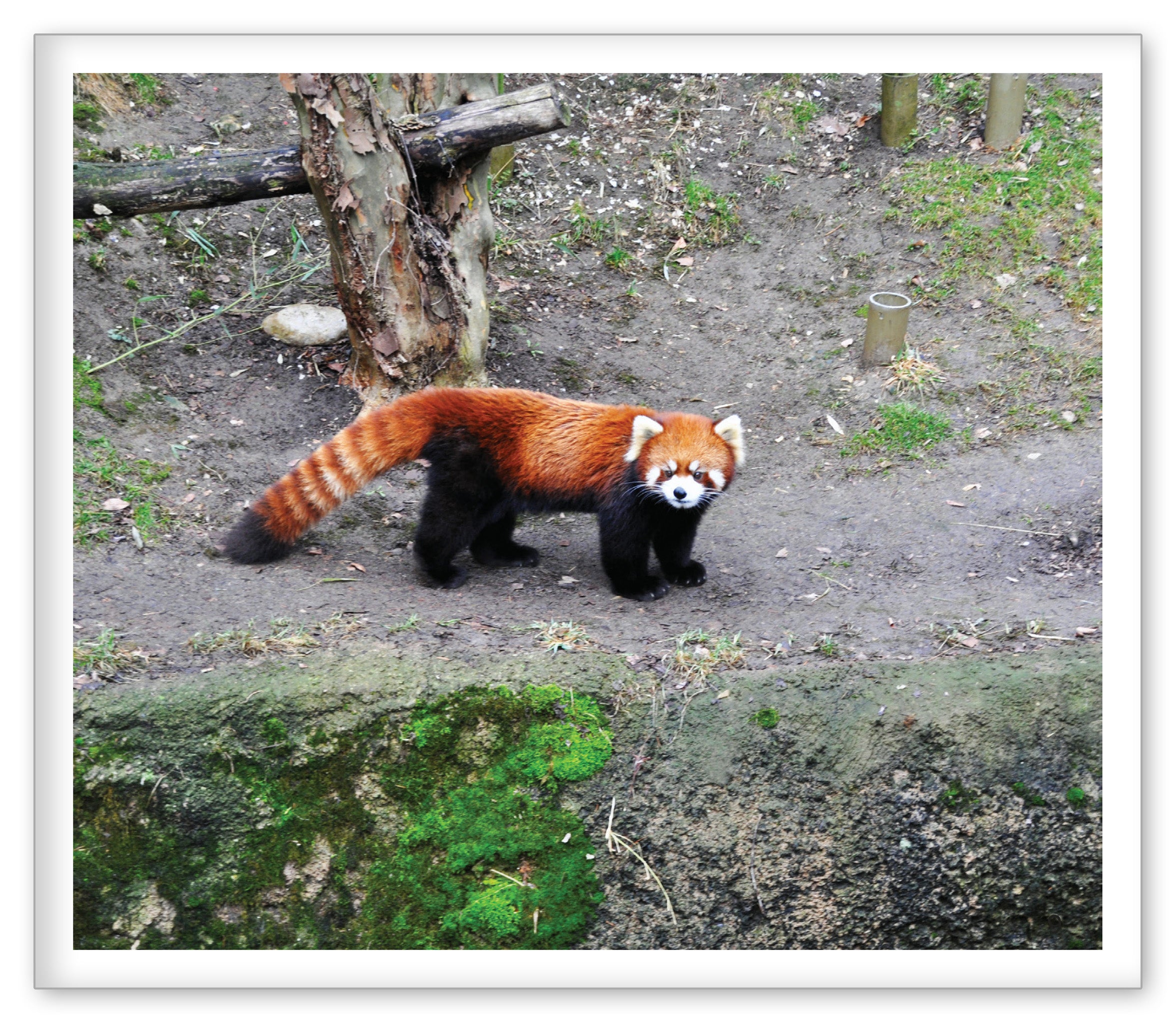 Red Pandas at the Zoo