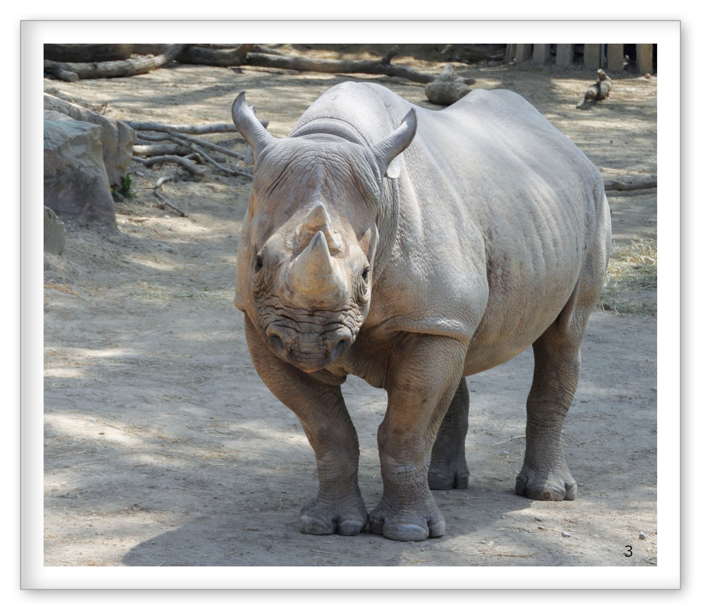 Rhinoceroses at the Zoo