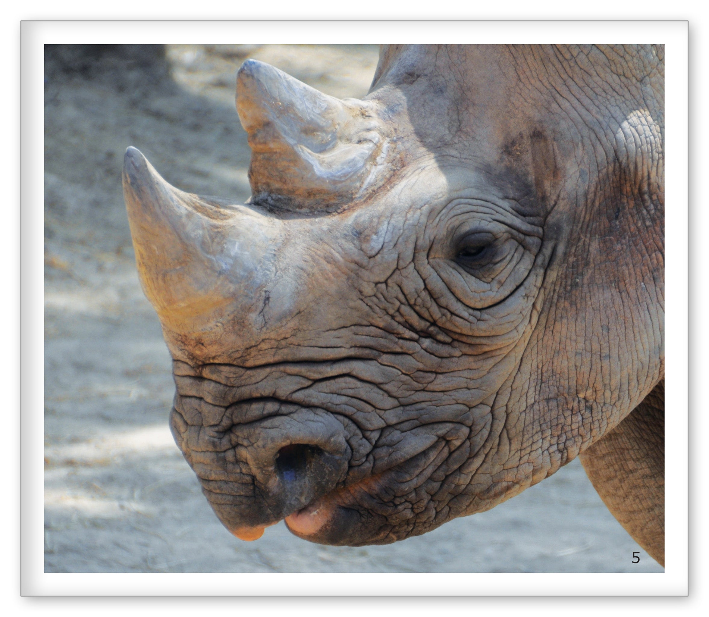 Rhinoceroses at the Zoo