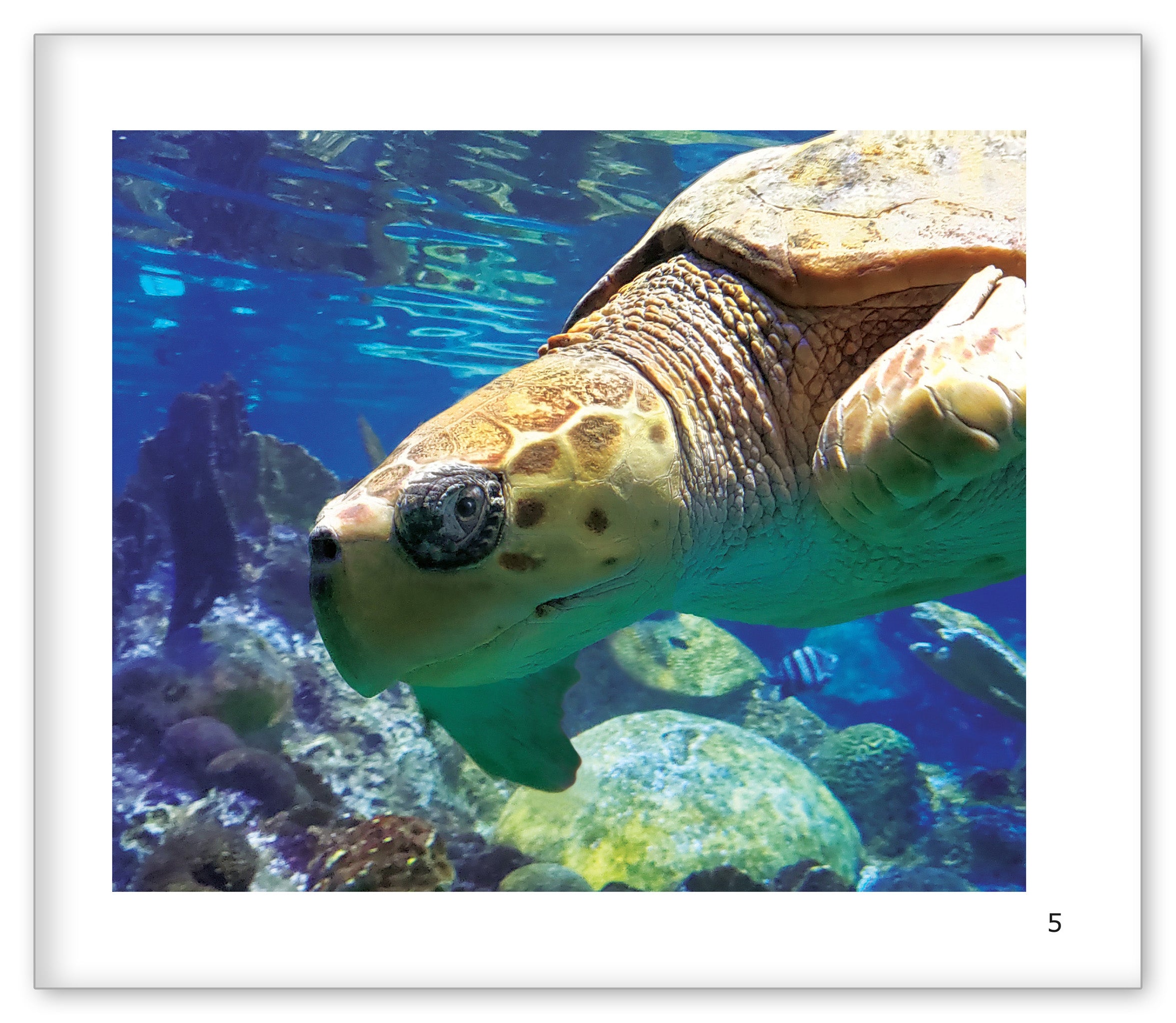 Sea Turtles at the Aquarium