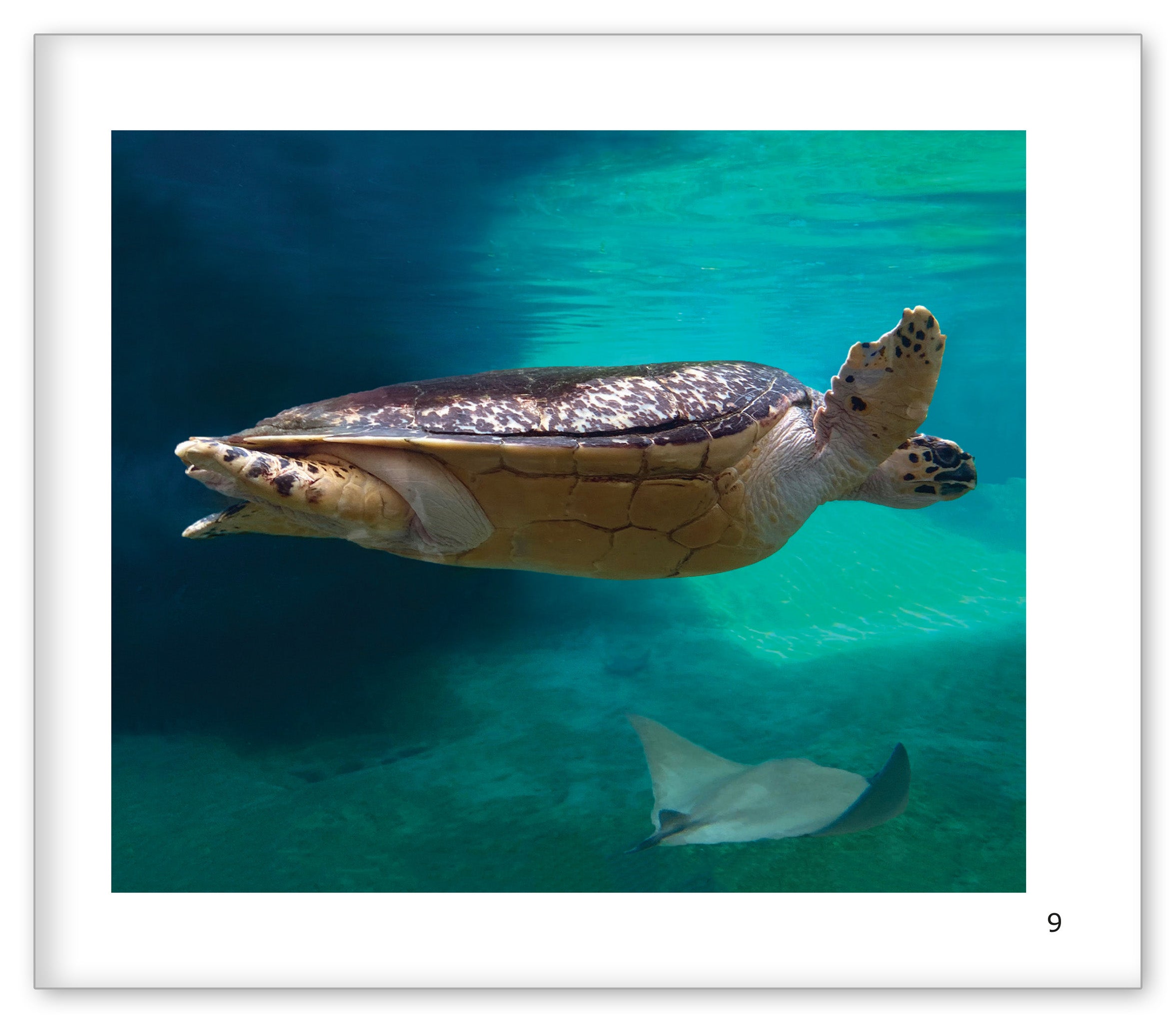 Sea Turtles at the Aquarium