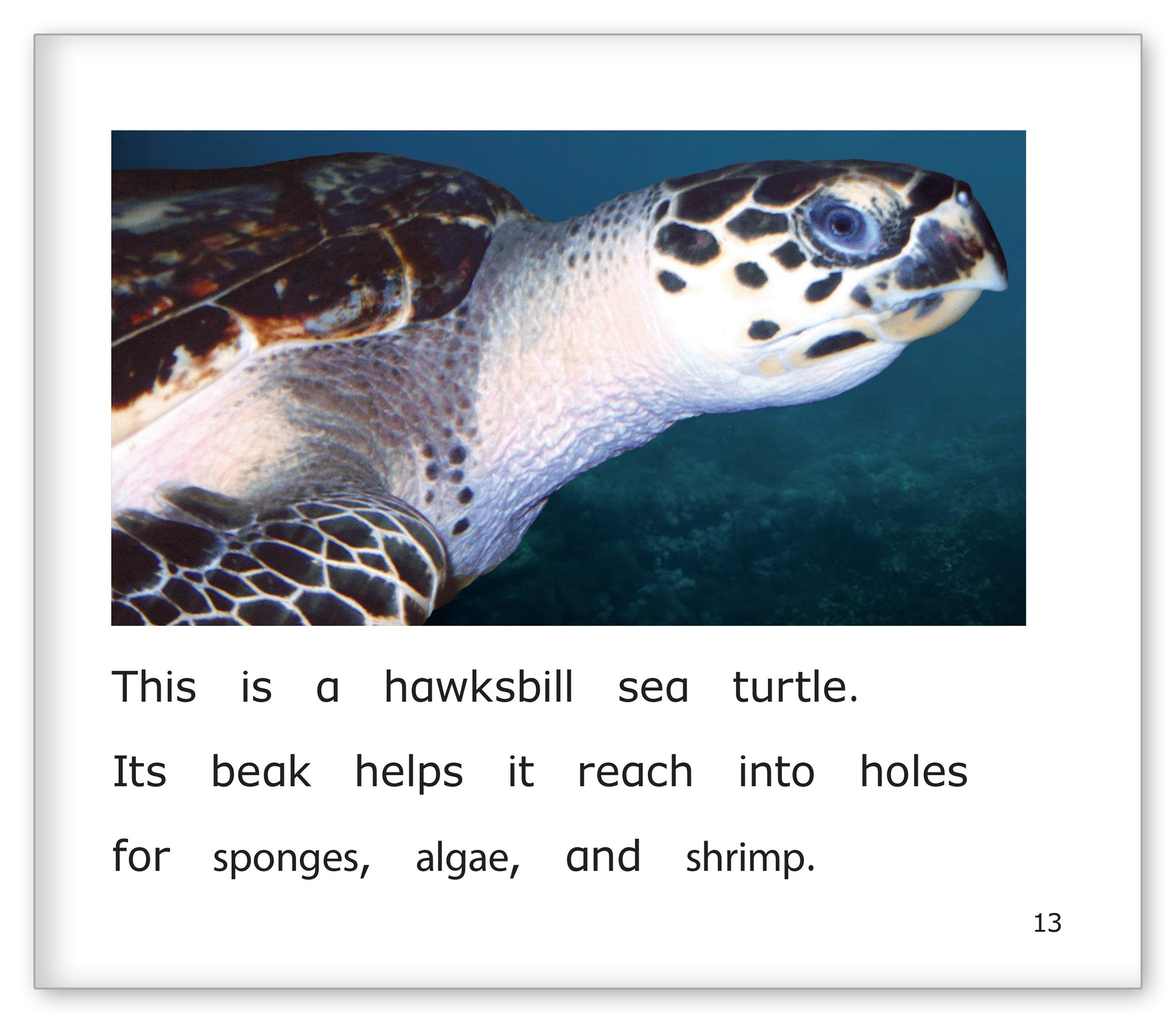 Sea Turtles at the Aquarium
