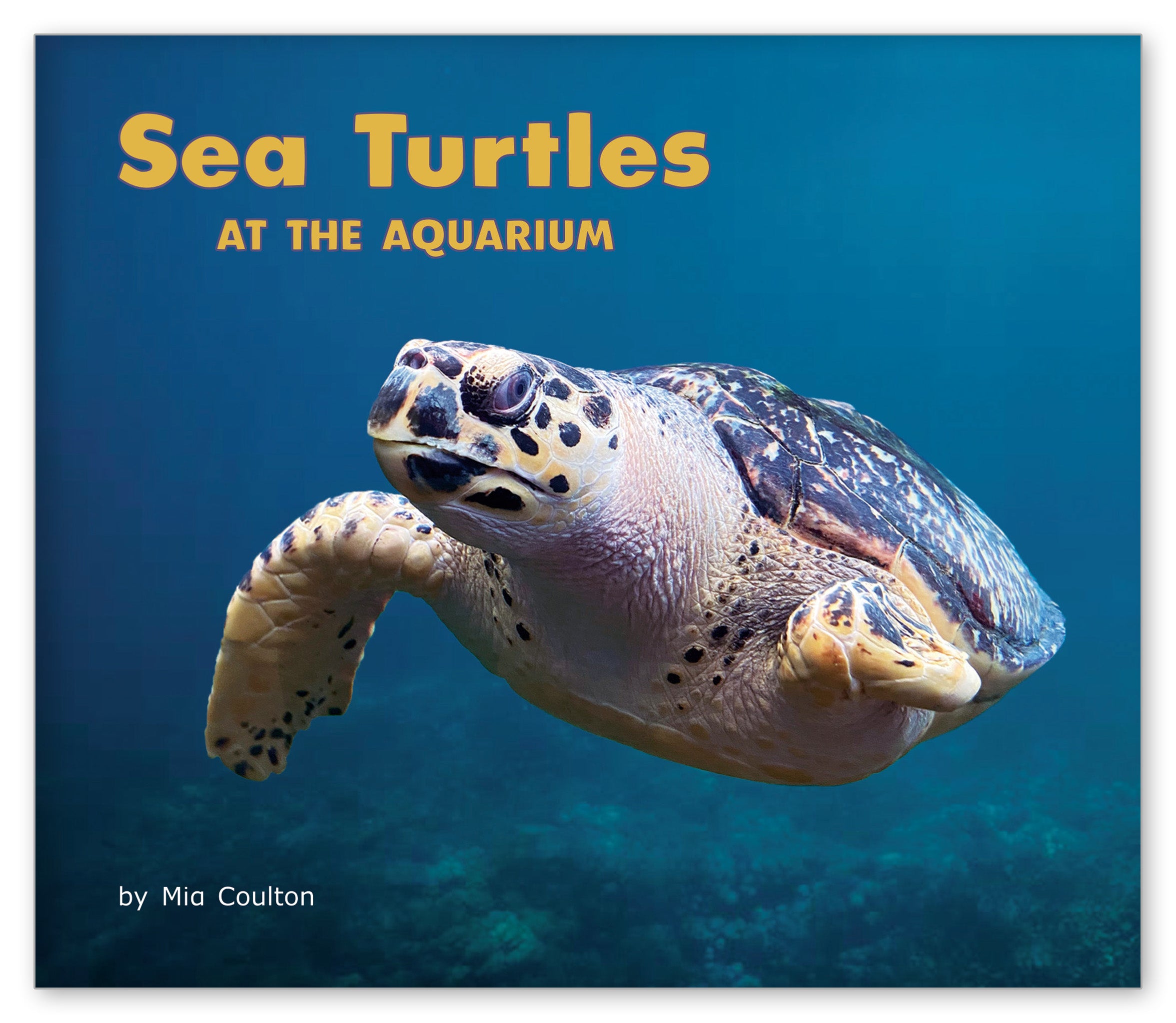 Sea Turtles at the Aquarium from At the Aquarium