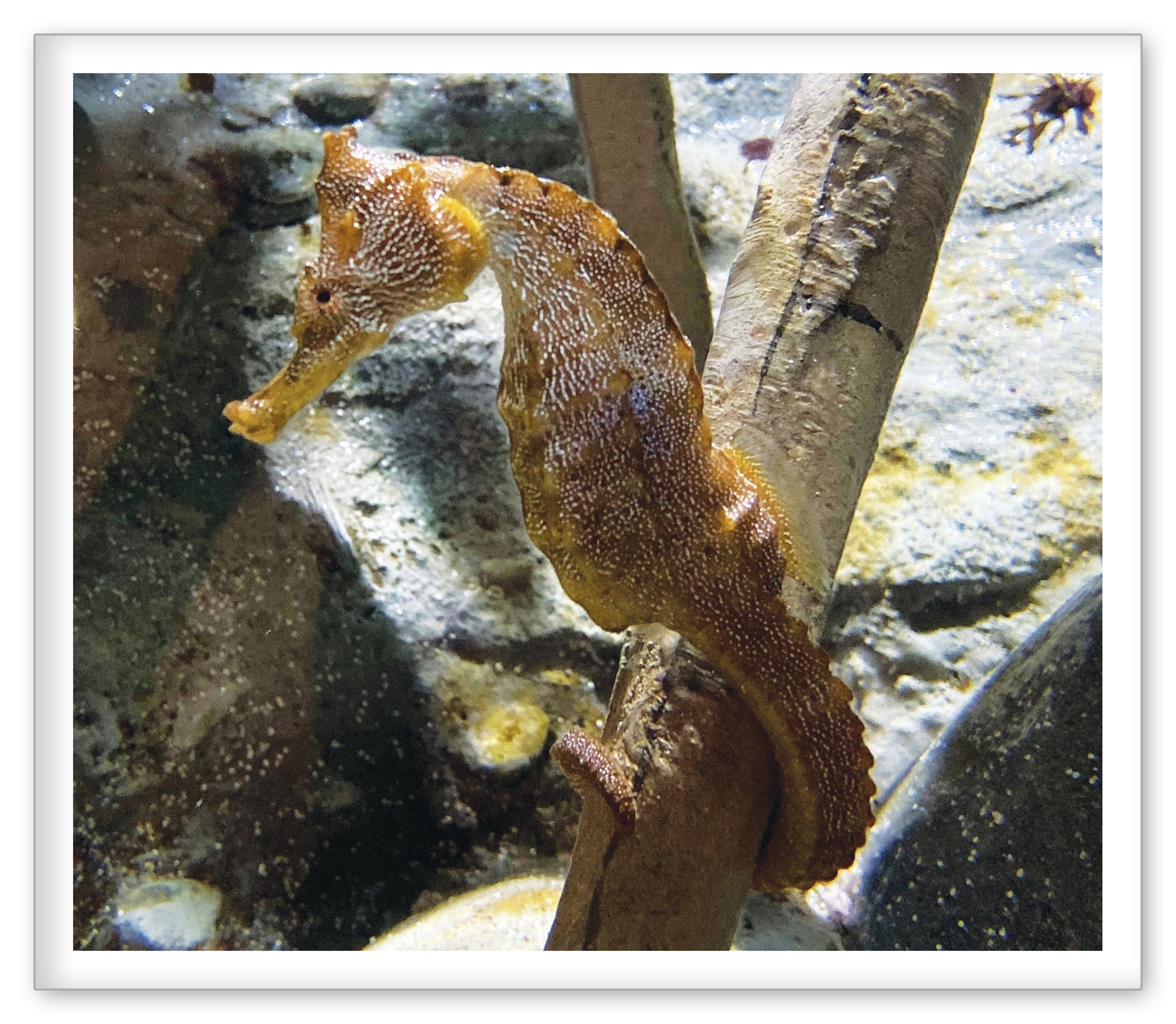 Seahorses at the Aquarium