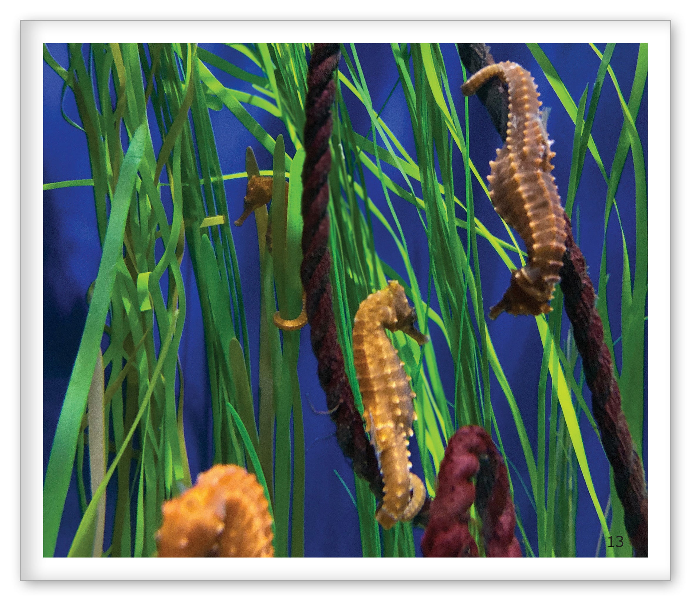 Seahorses at the Aquarium