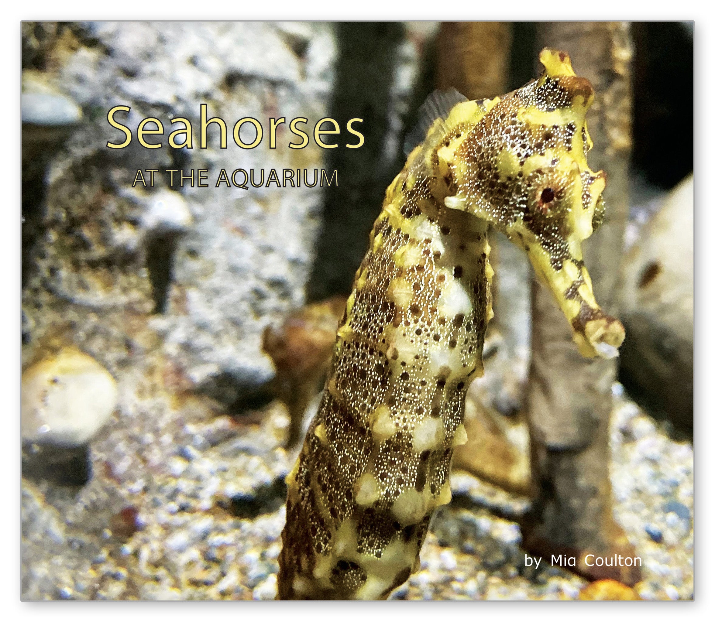 Seahorses at the Aquarium from At the Aquarium