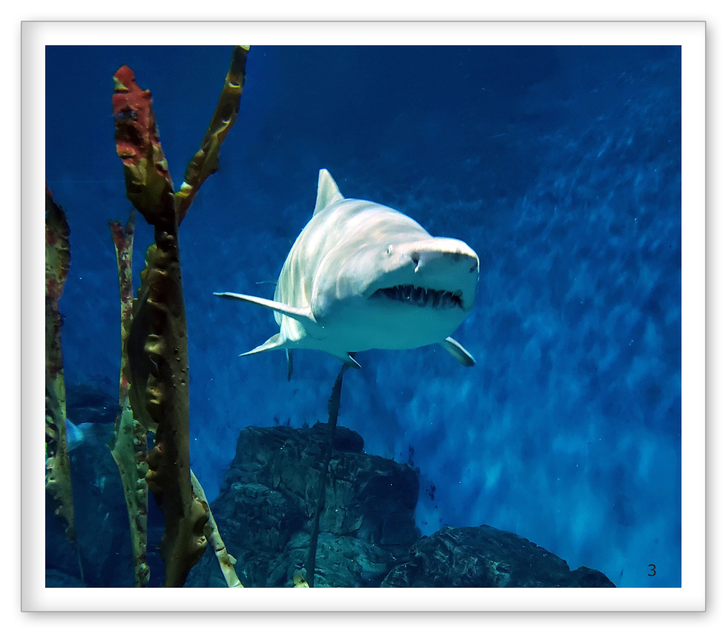 Sharks at the Aquarium