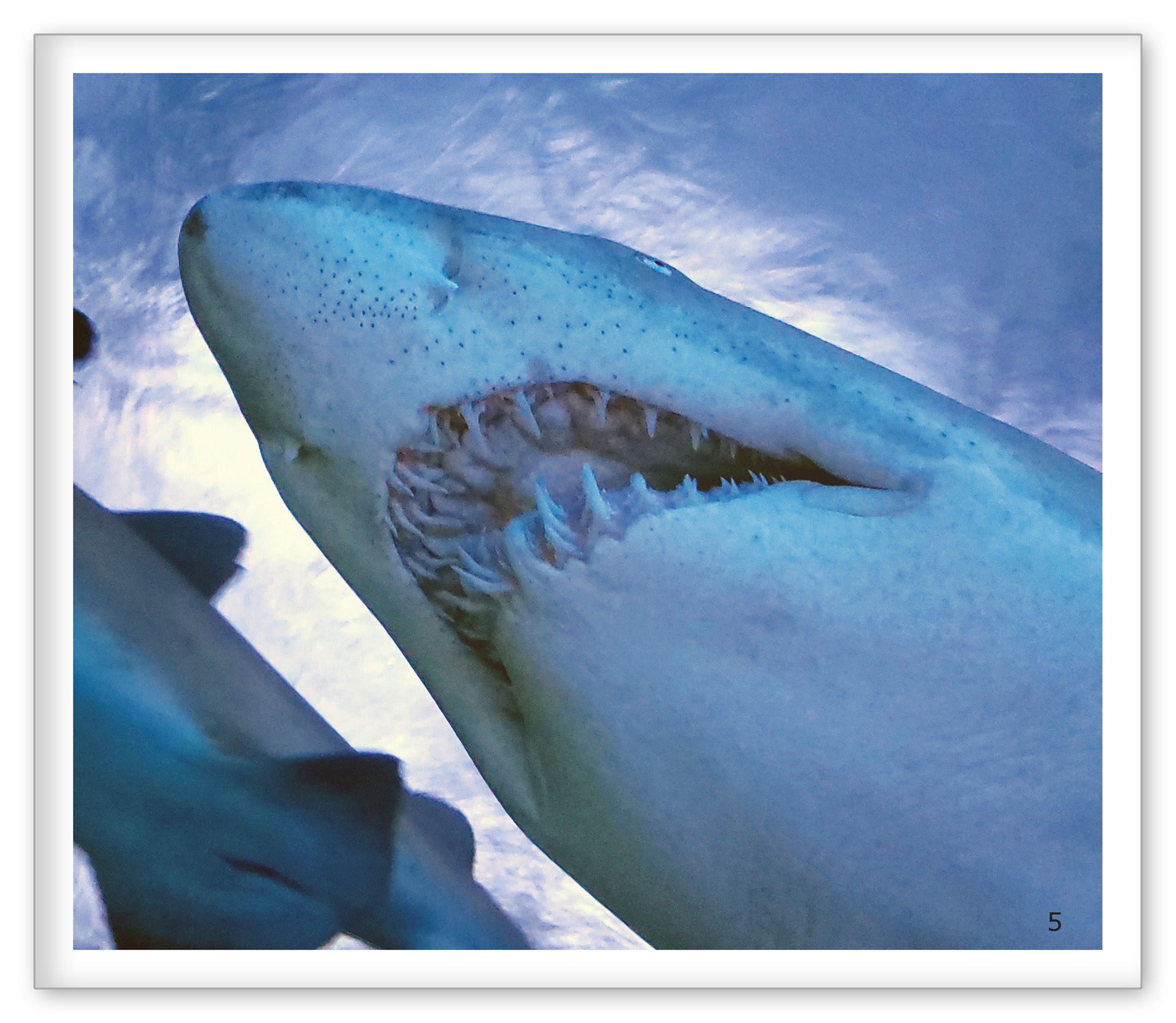Sharks at the Aquarium