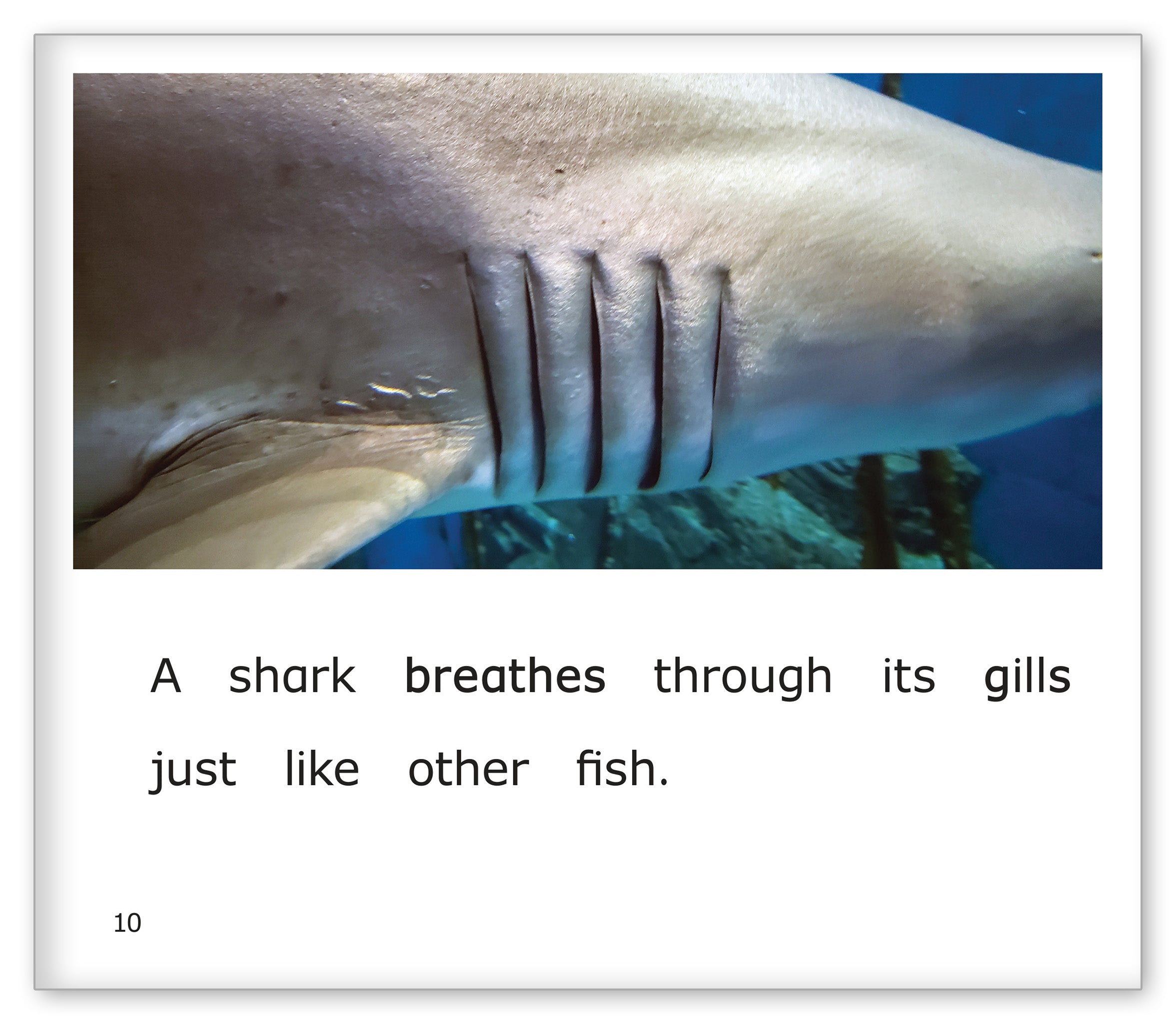 Sharks at the Aquarium