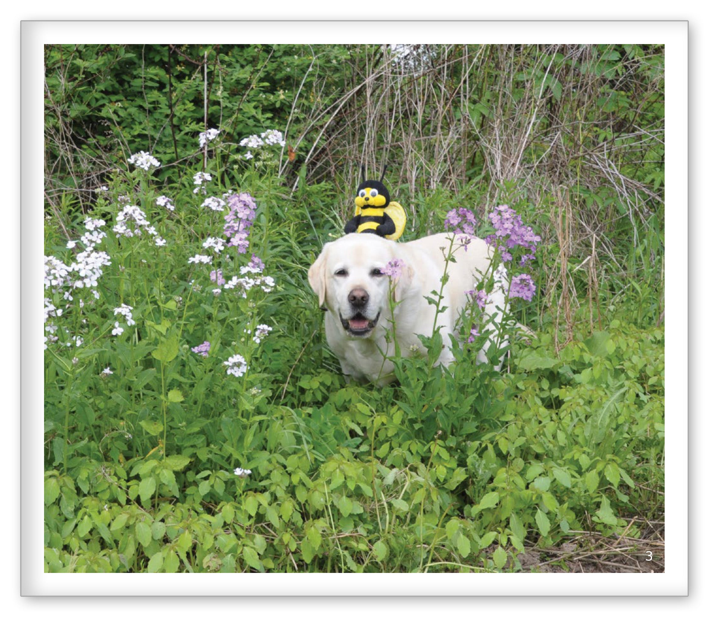 Spring in the Woods
