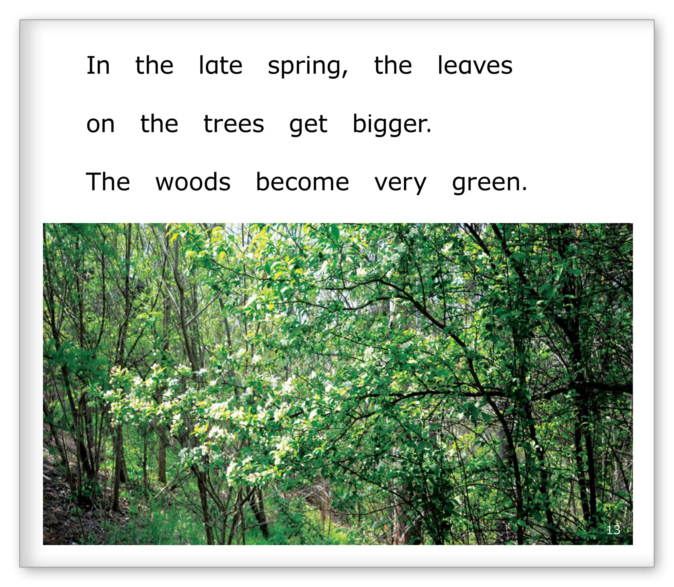 Spring in the Woods