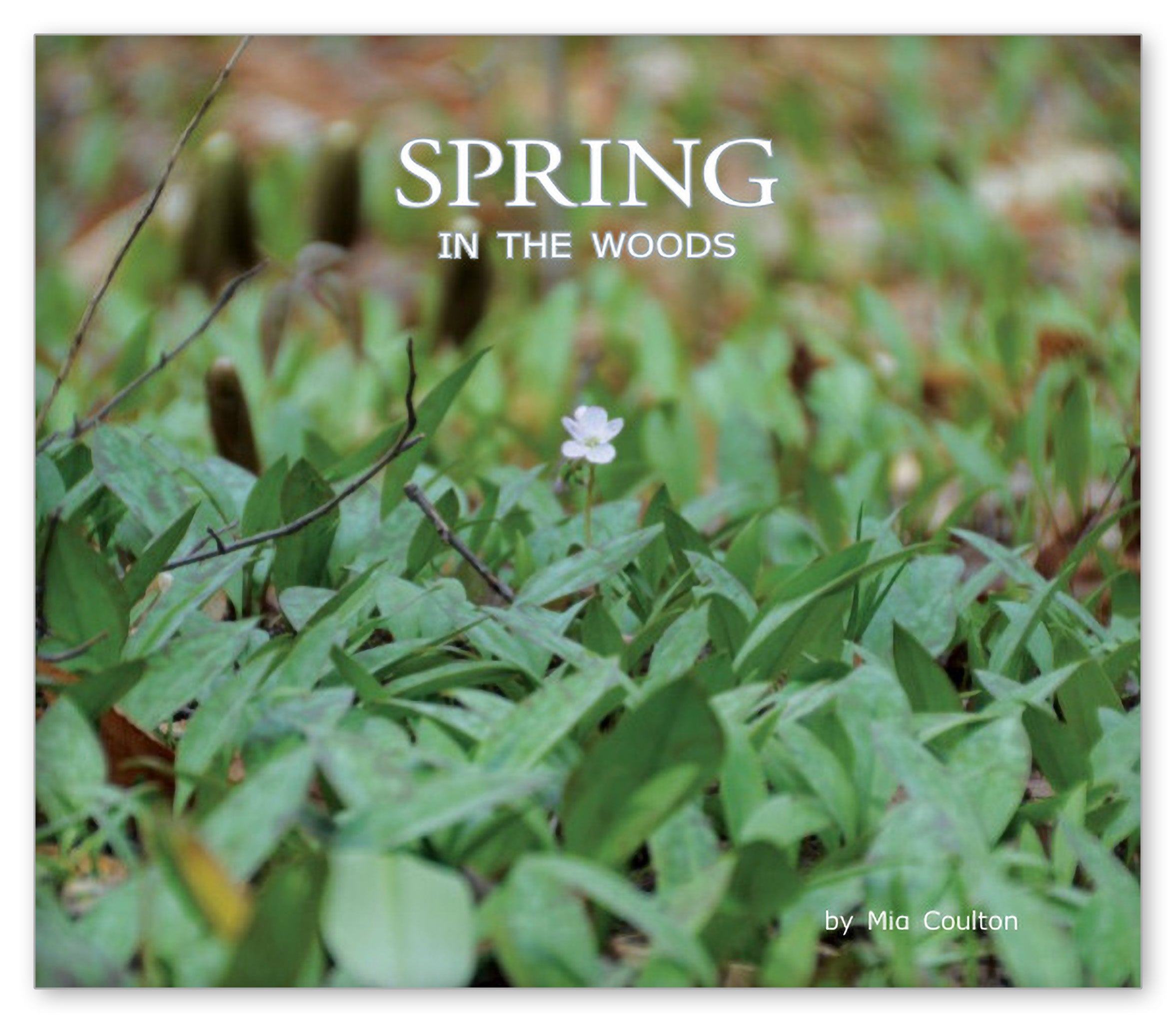 Spring in the Woods from In the Woods with Danny and Bee