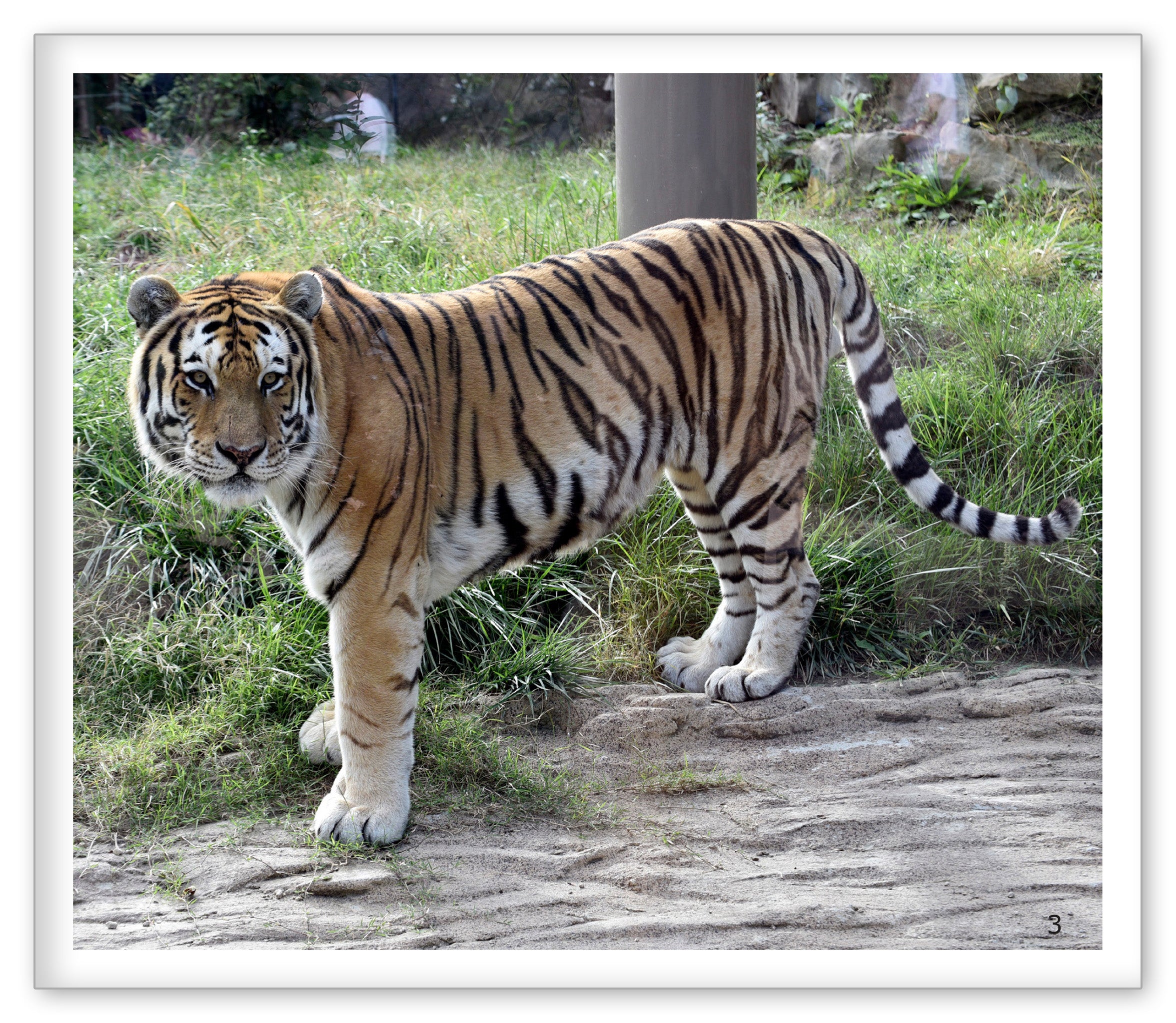 Stripes at the Zoo