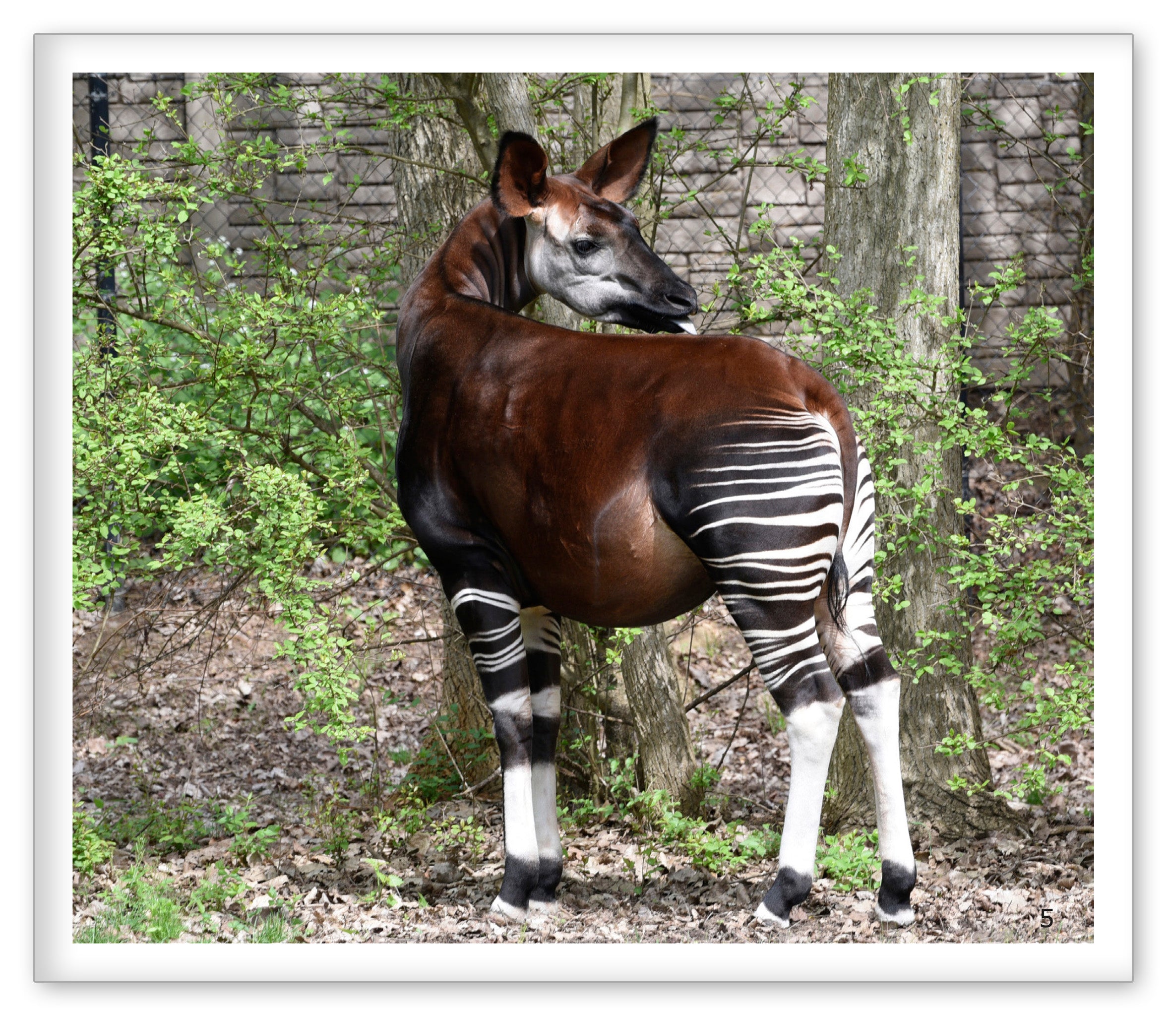 Stripes at the Zoo