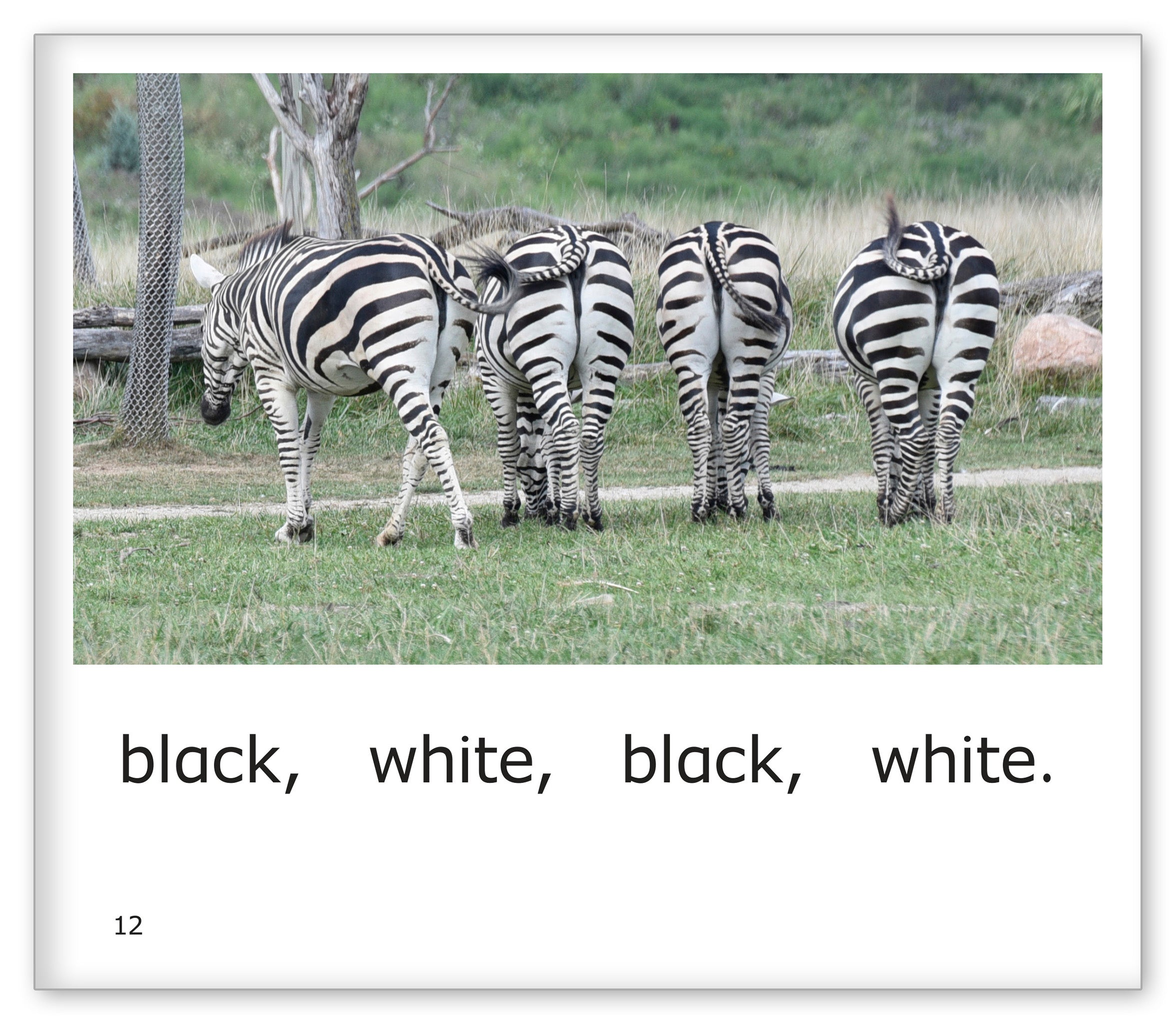 Stripes at the Zoo