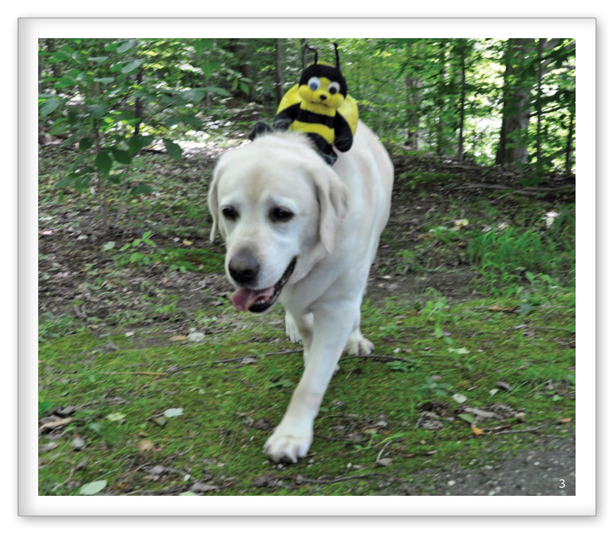 Summer in the Woods