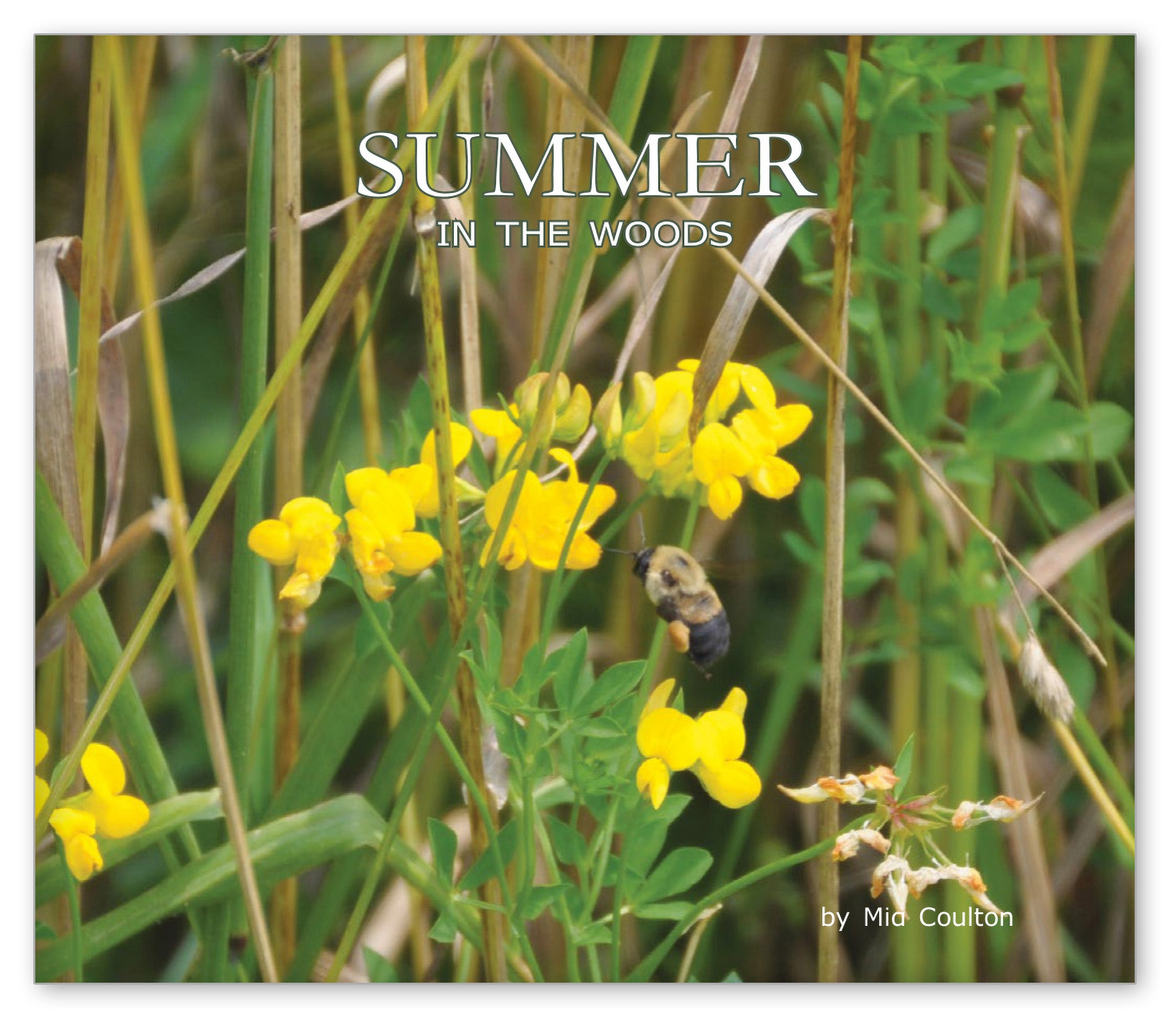 Summer in the Woods from In the Woods with Danny and Bee