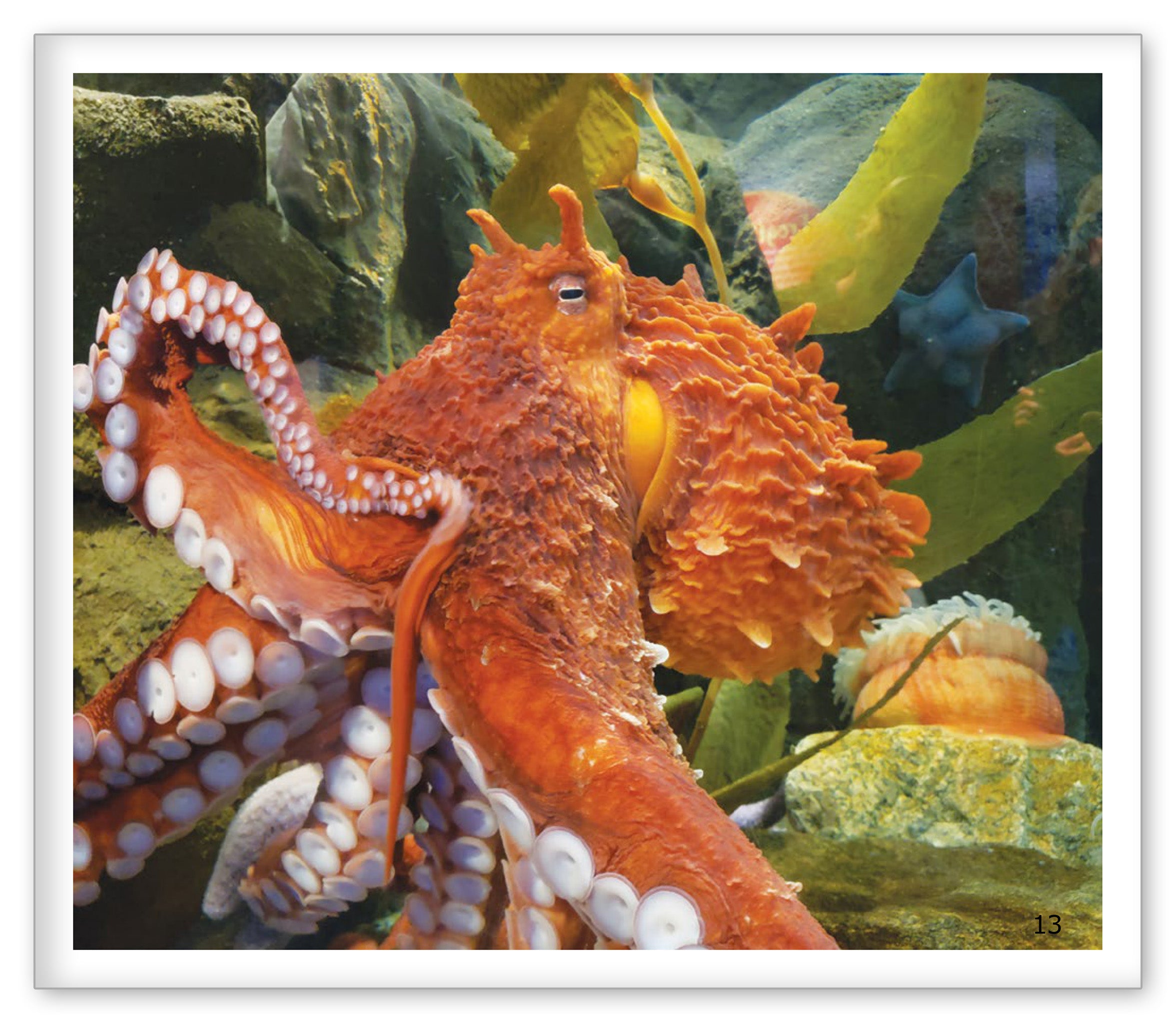 The Aquarium
